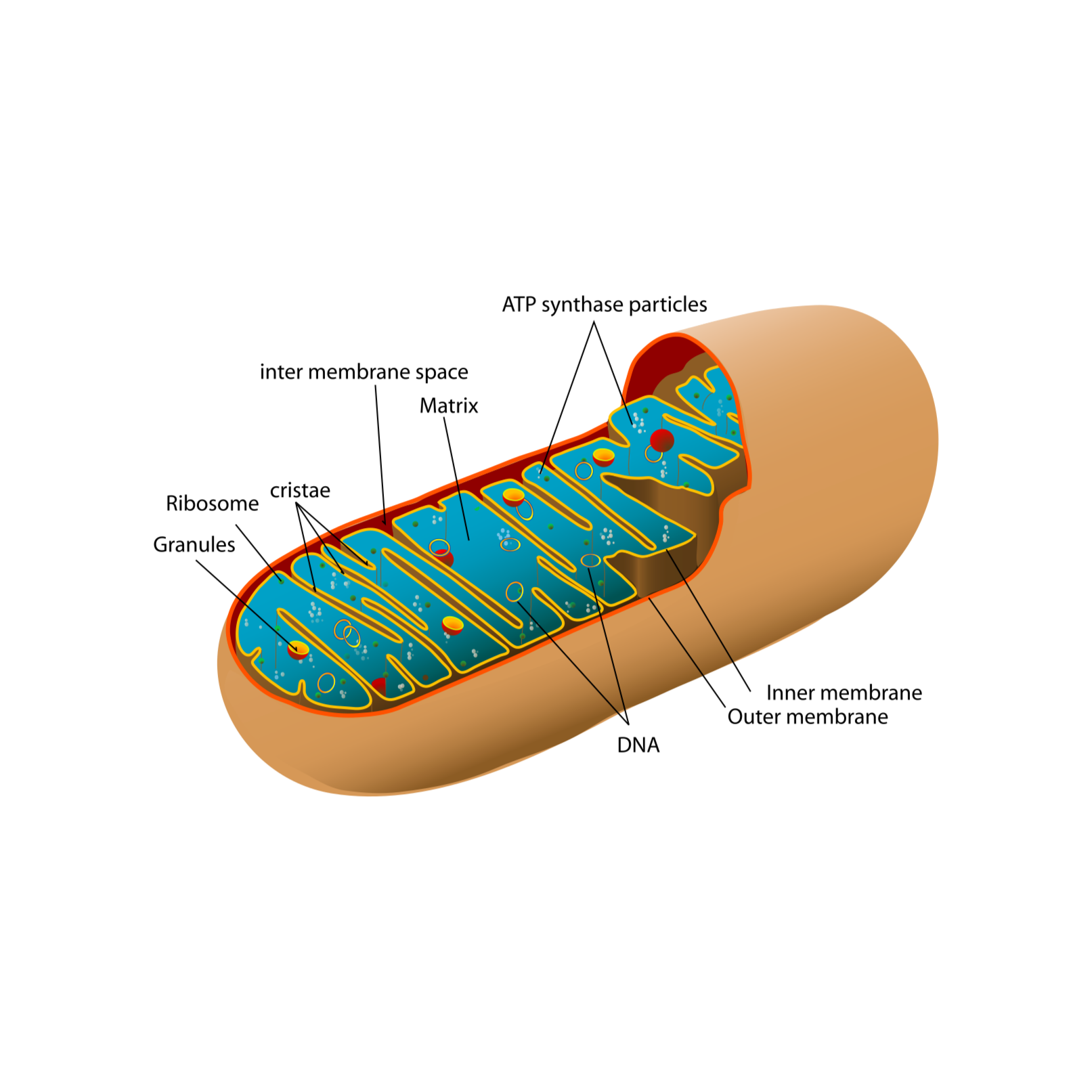 Remedify Coaching Program-Personal Development(Spirit.Mind.Body)