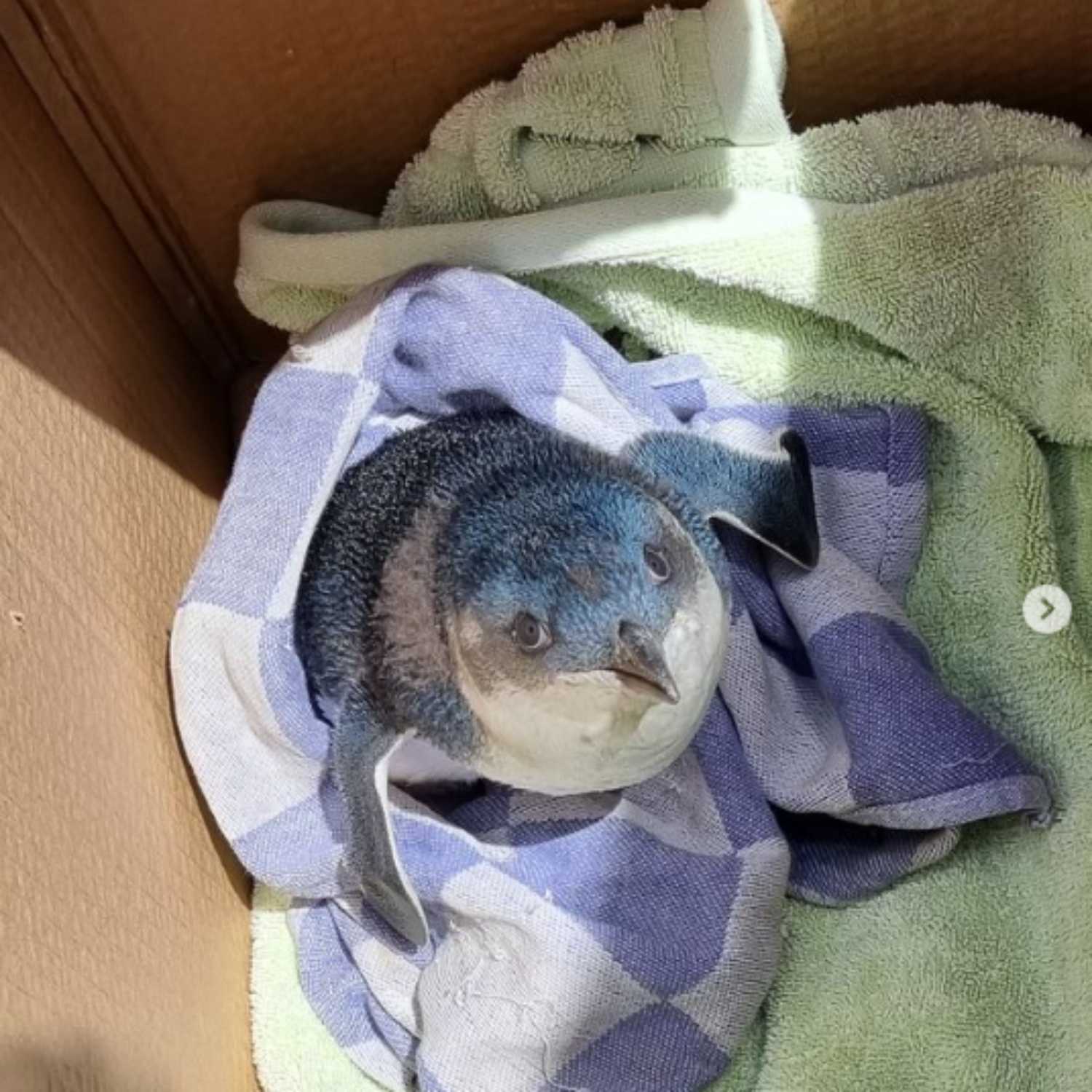 S4 EP.2 Palworld is Awesome