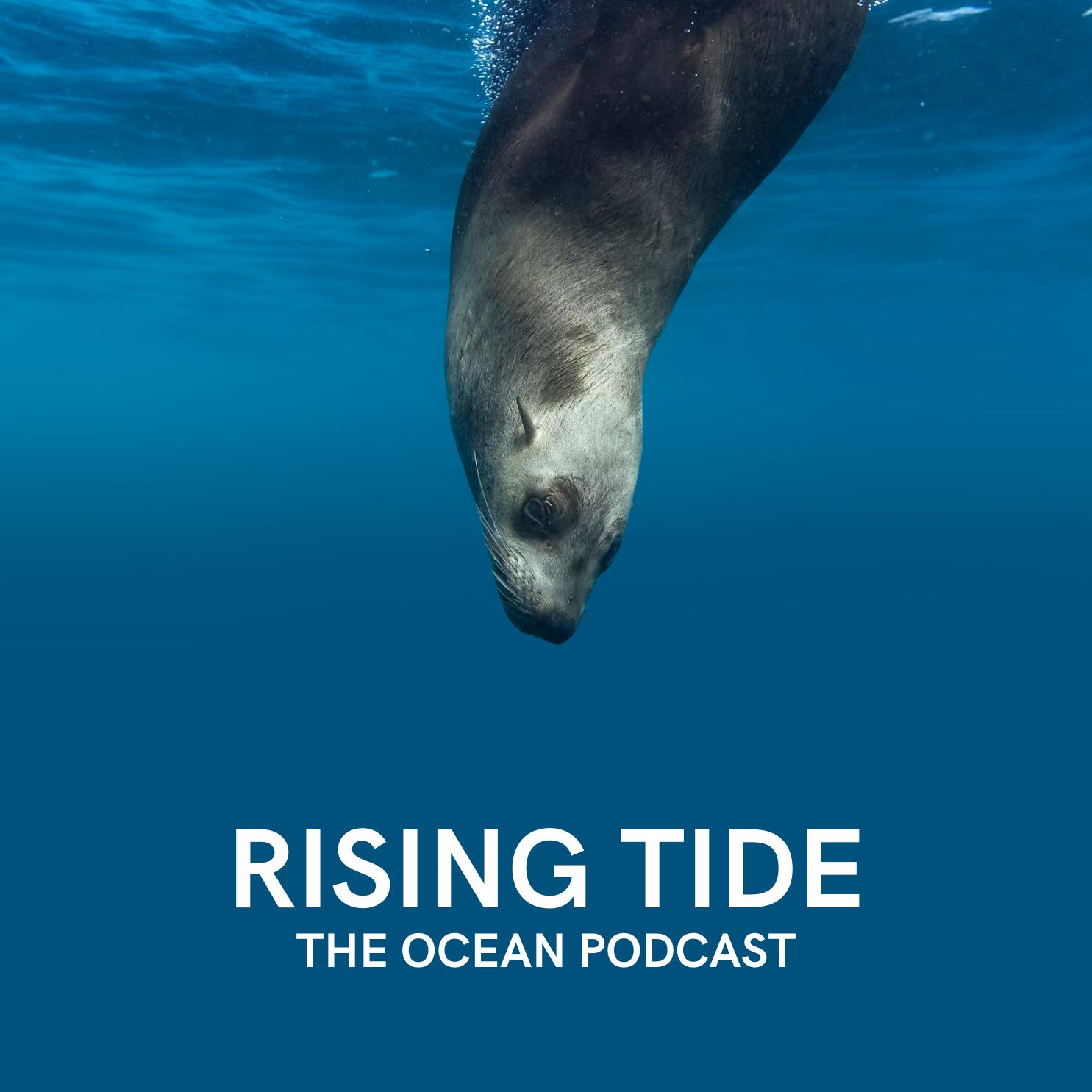 Kirsten Donald — A Voice for the Ocean's Mammals