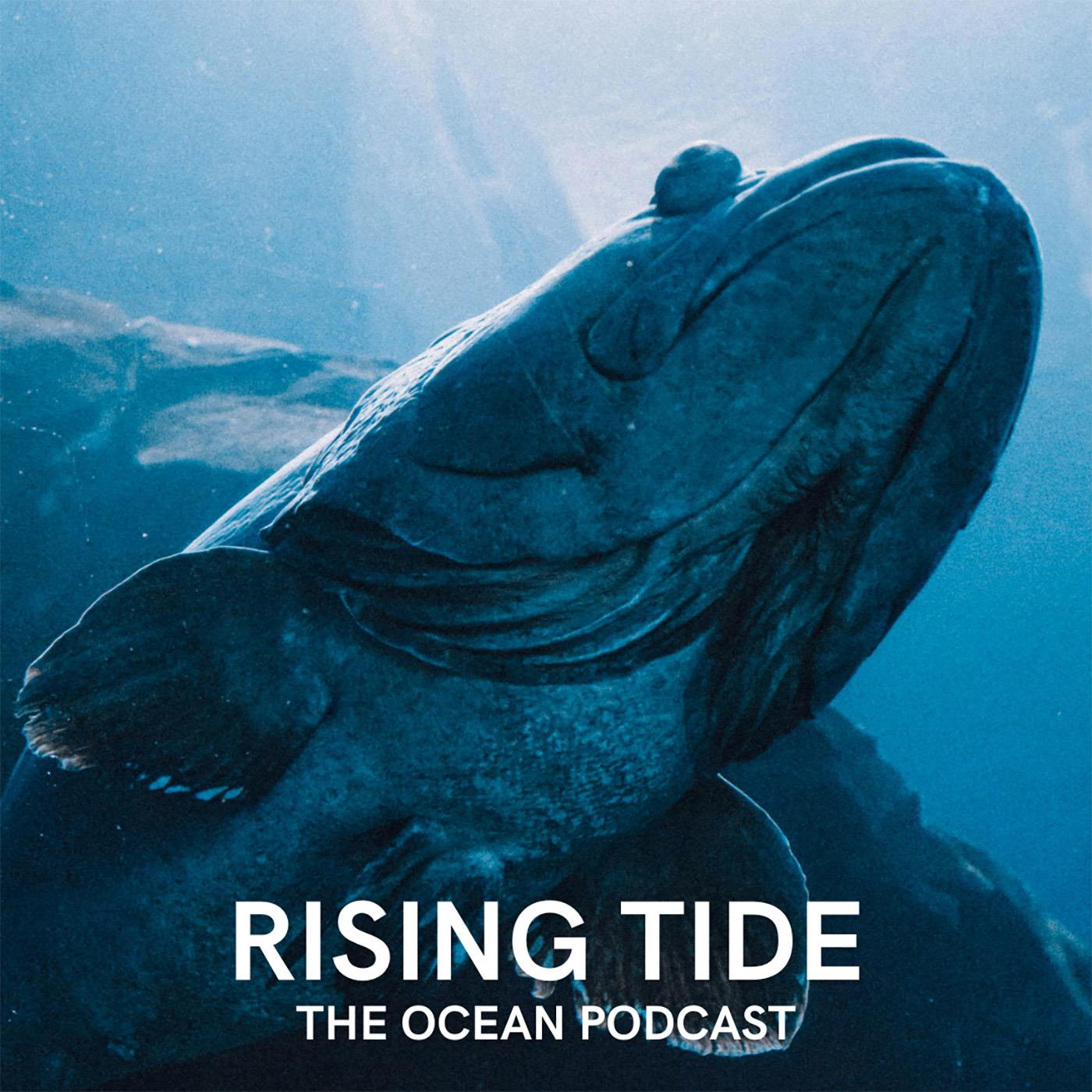 Rising Tide: The Ocean Podcast