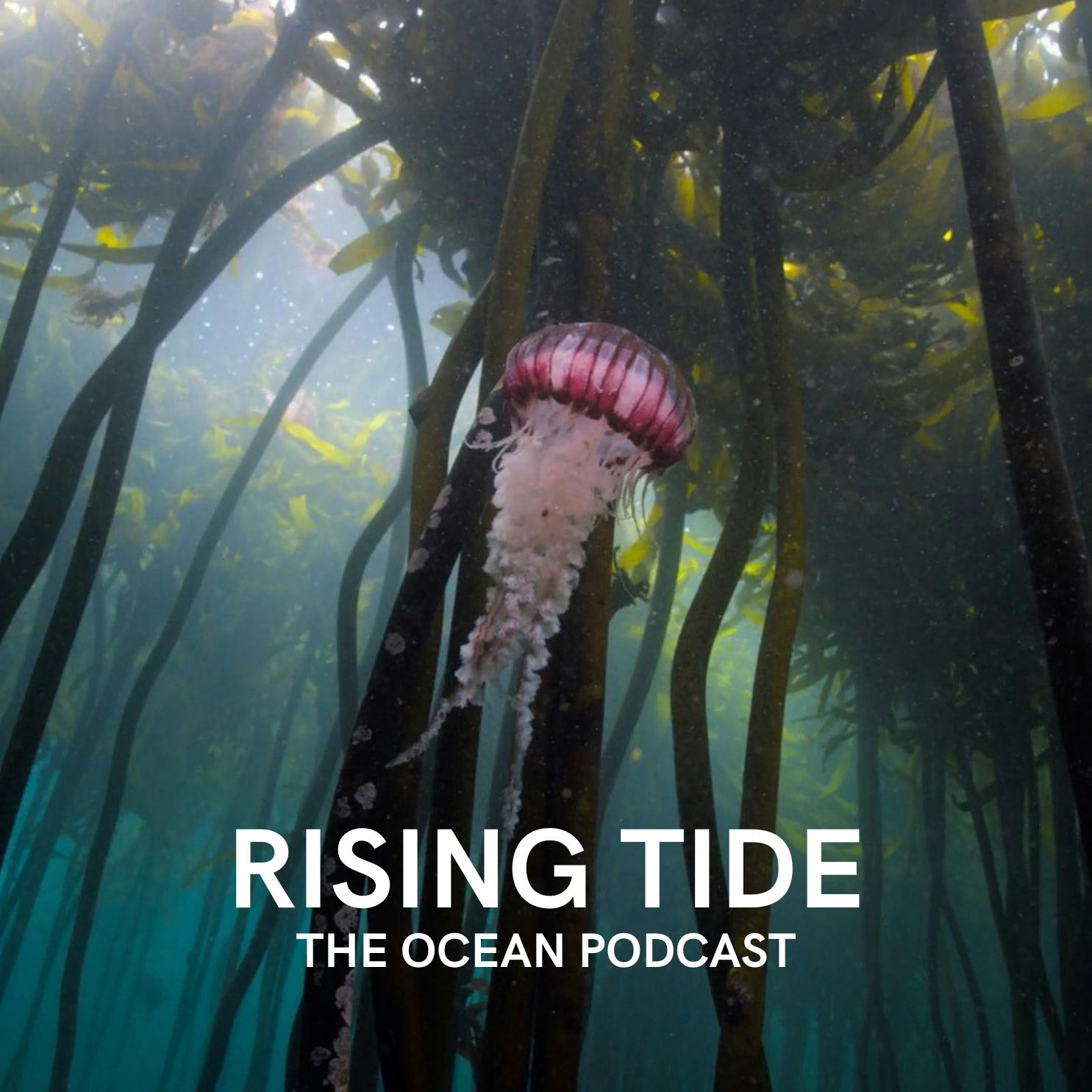 Drew Harvell — Exploring the Secrets of the Sea