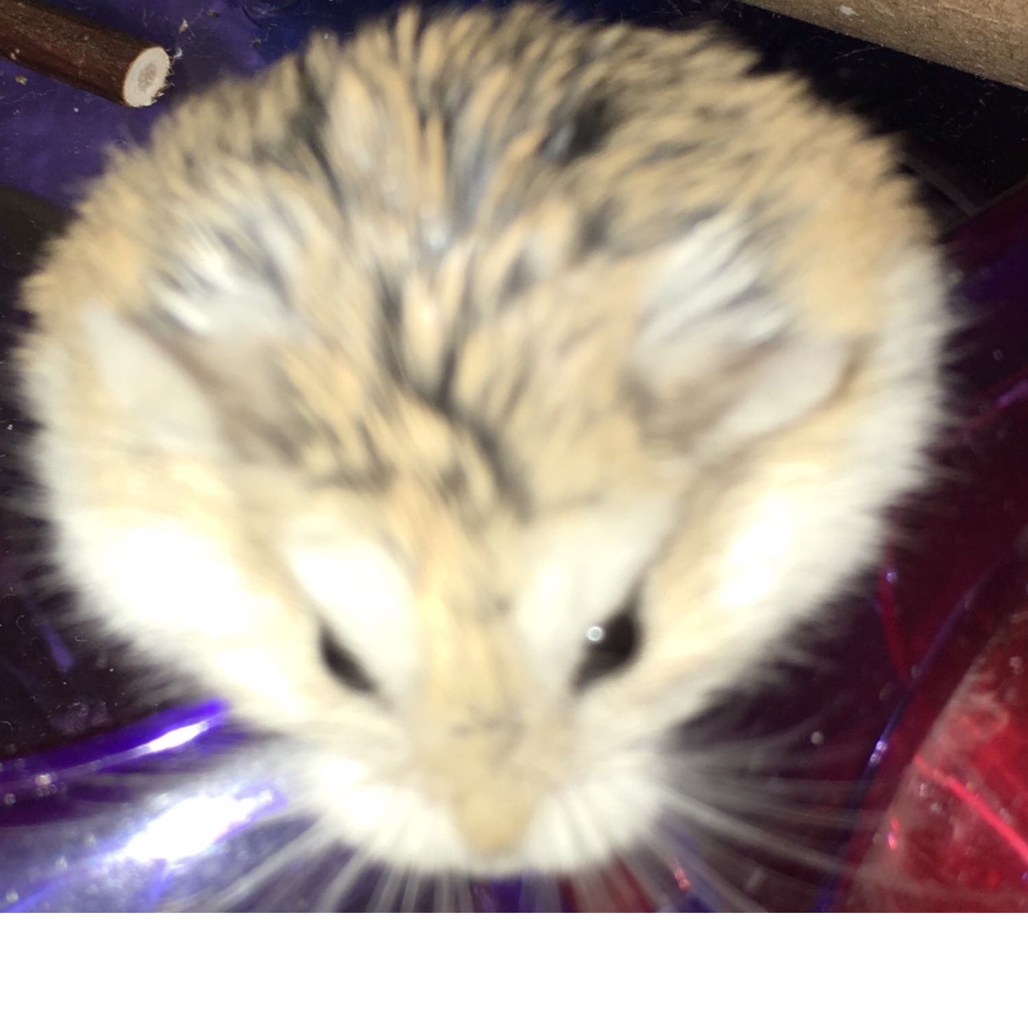 The RJ Hamster morning Show for 26 January 