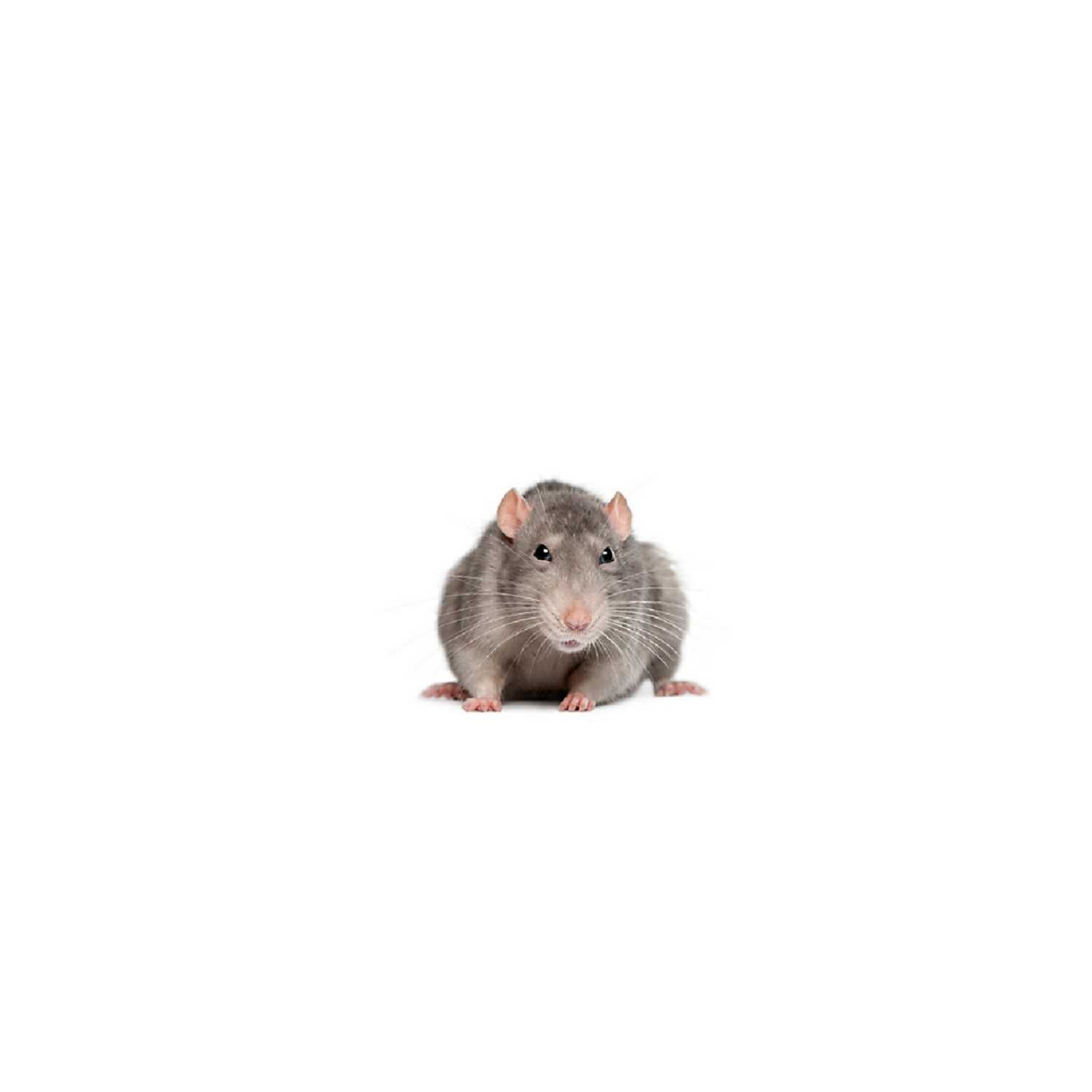Home Invasion (rats)