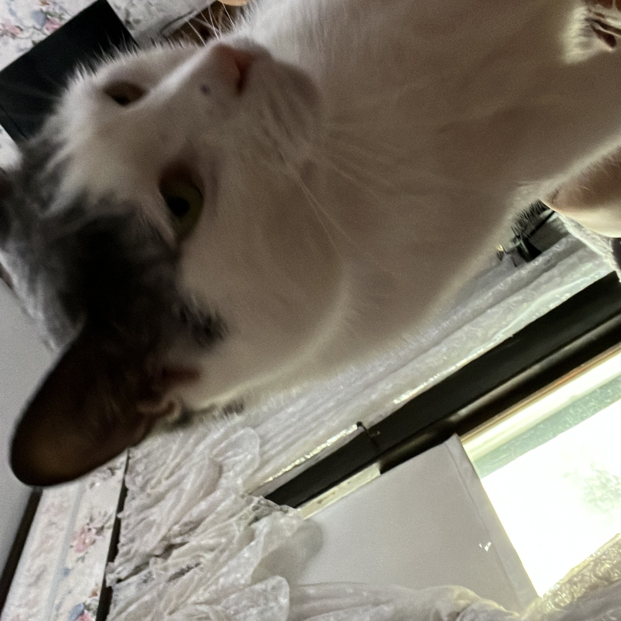 listen up you morons