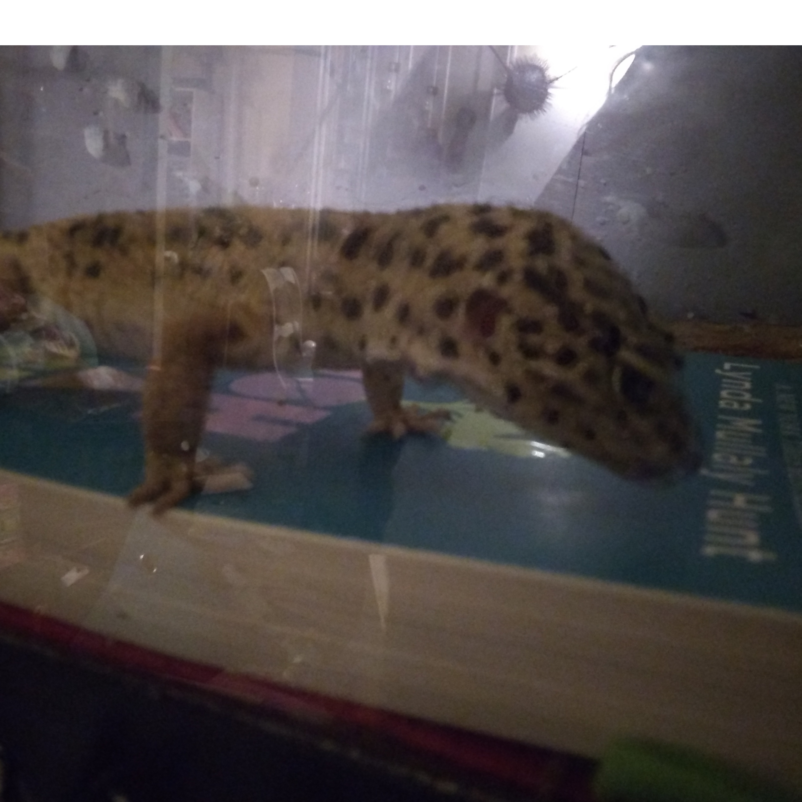 MyLilZoo
