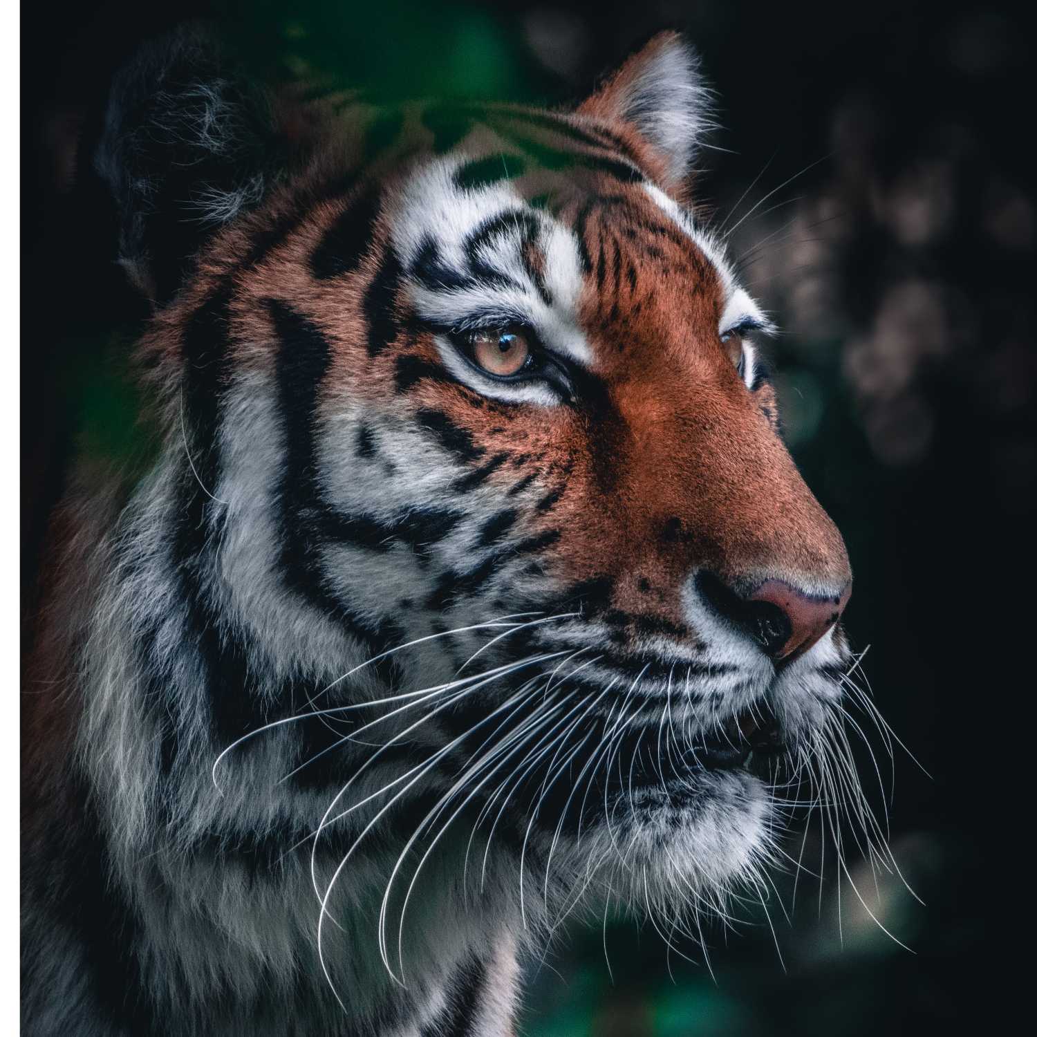TIGER IN THE ZOO
