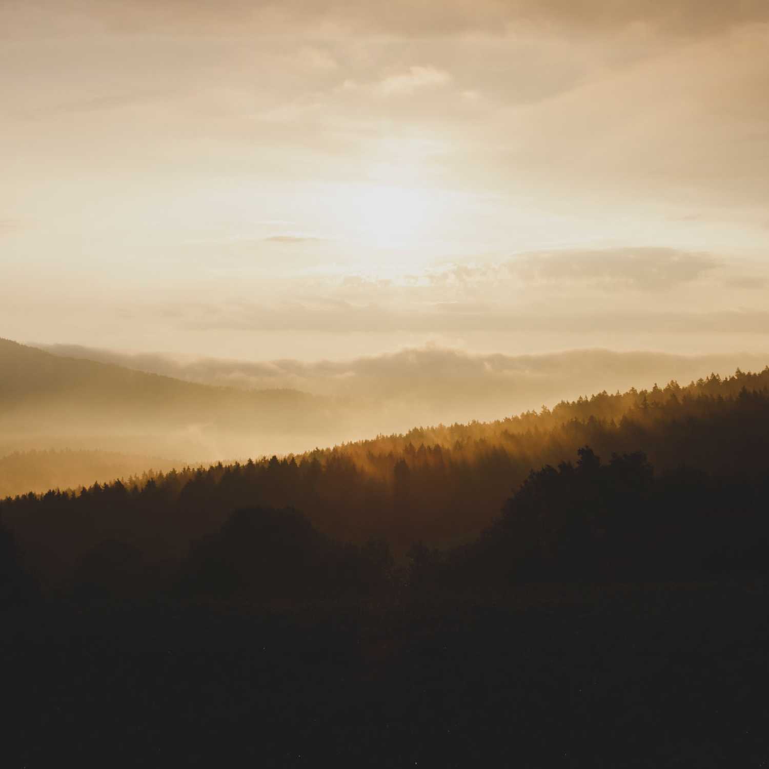 Observing Identify Thoughts