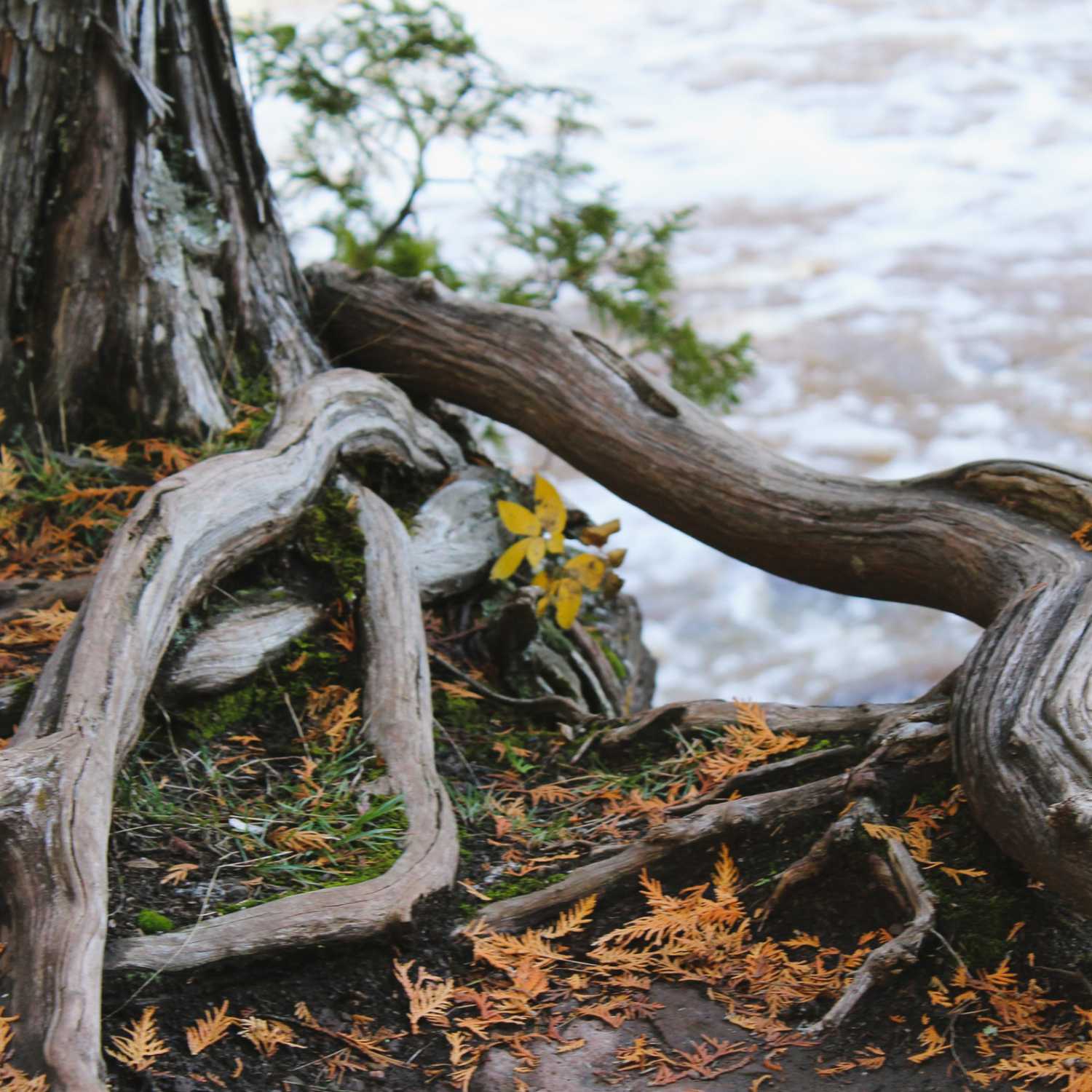 Grounding Meditation