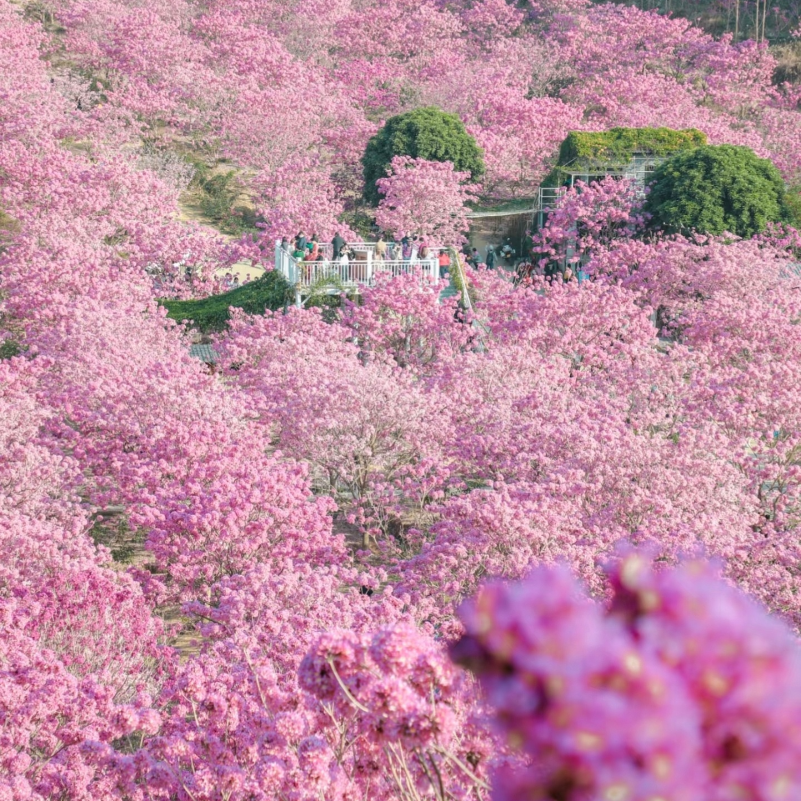 406 桃花无数1～20羊仔＆魅影之声