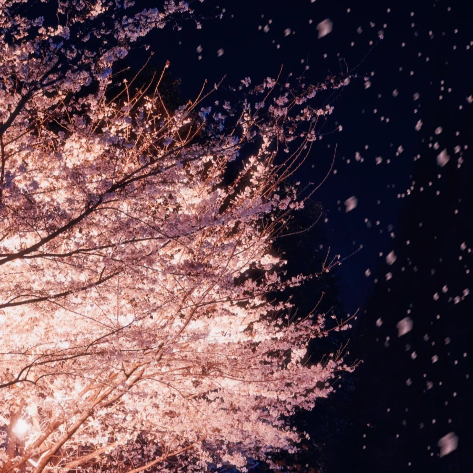 396 捕蝴蝶（有声剧）（赵成晨＆倒霉死勒）