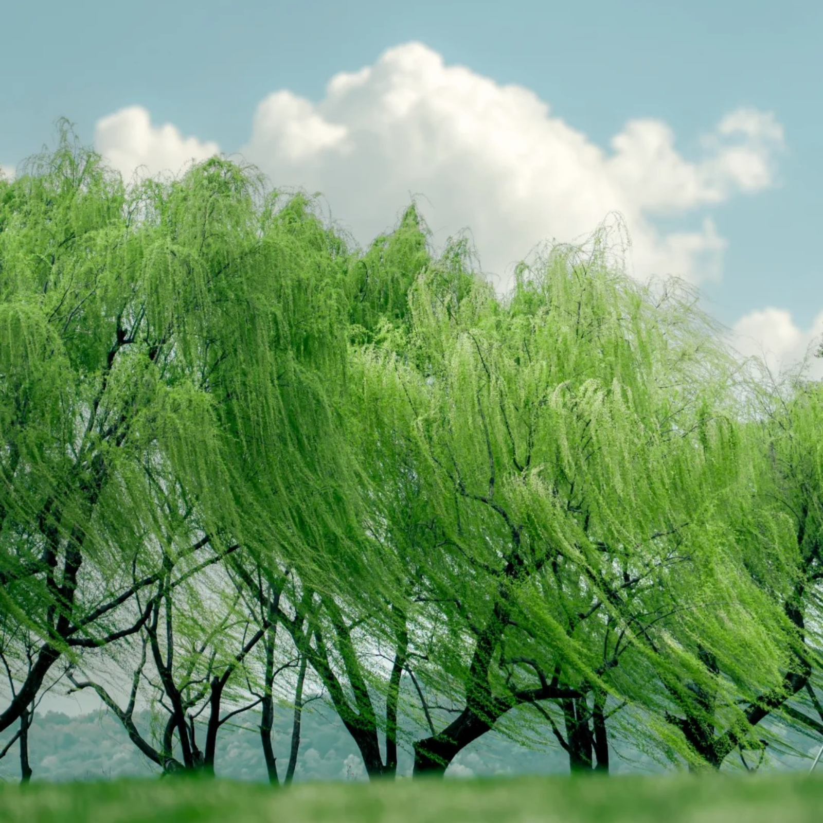 全明星阵容🌟原创神话广播剧《山海镜花》第一季【姜广涛, 沈磊, 赵路, 李元韬, 孙晔, 林景, 洪海天, 刘北辰, 刘飞, 陈昊天, 岚翊, 刘照坤, 山新, 马洋, 赵成晨, 杨梦露, 藤新, 大象, 钟健, 王雅欣。】 episode artwork