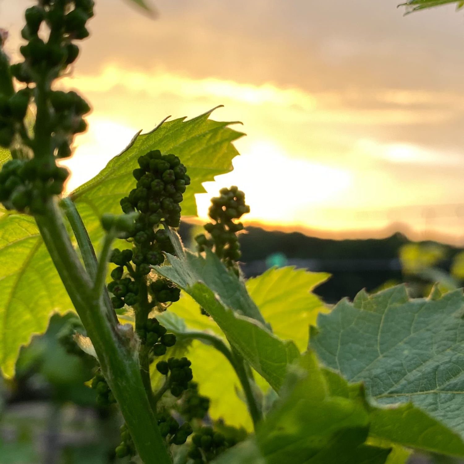 El libro de Santiago en la biblia.
