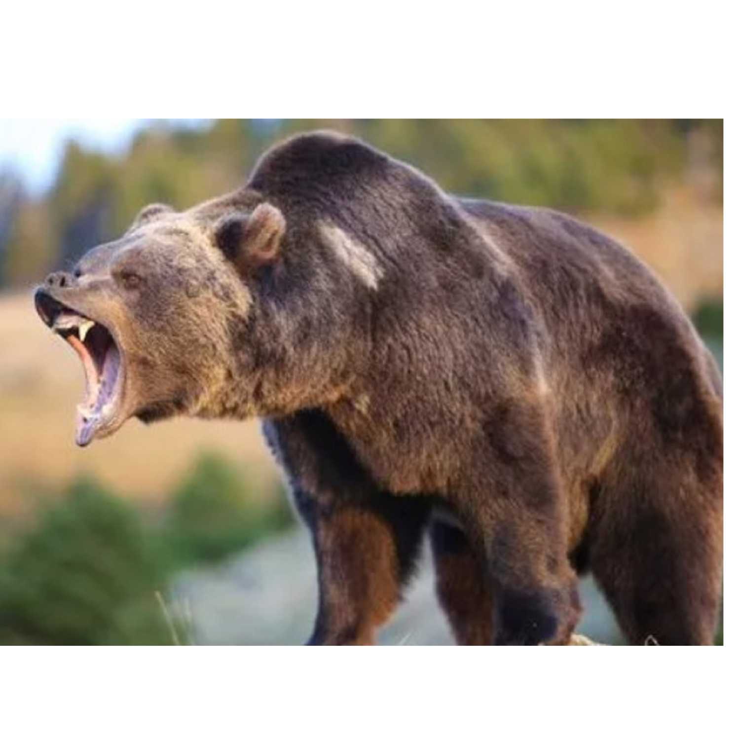 Scary Bear Attacks Podcast