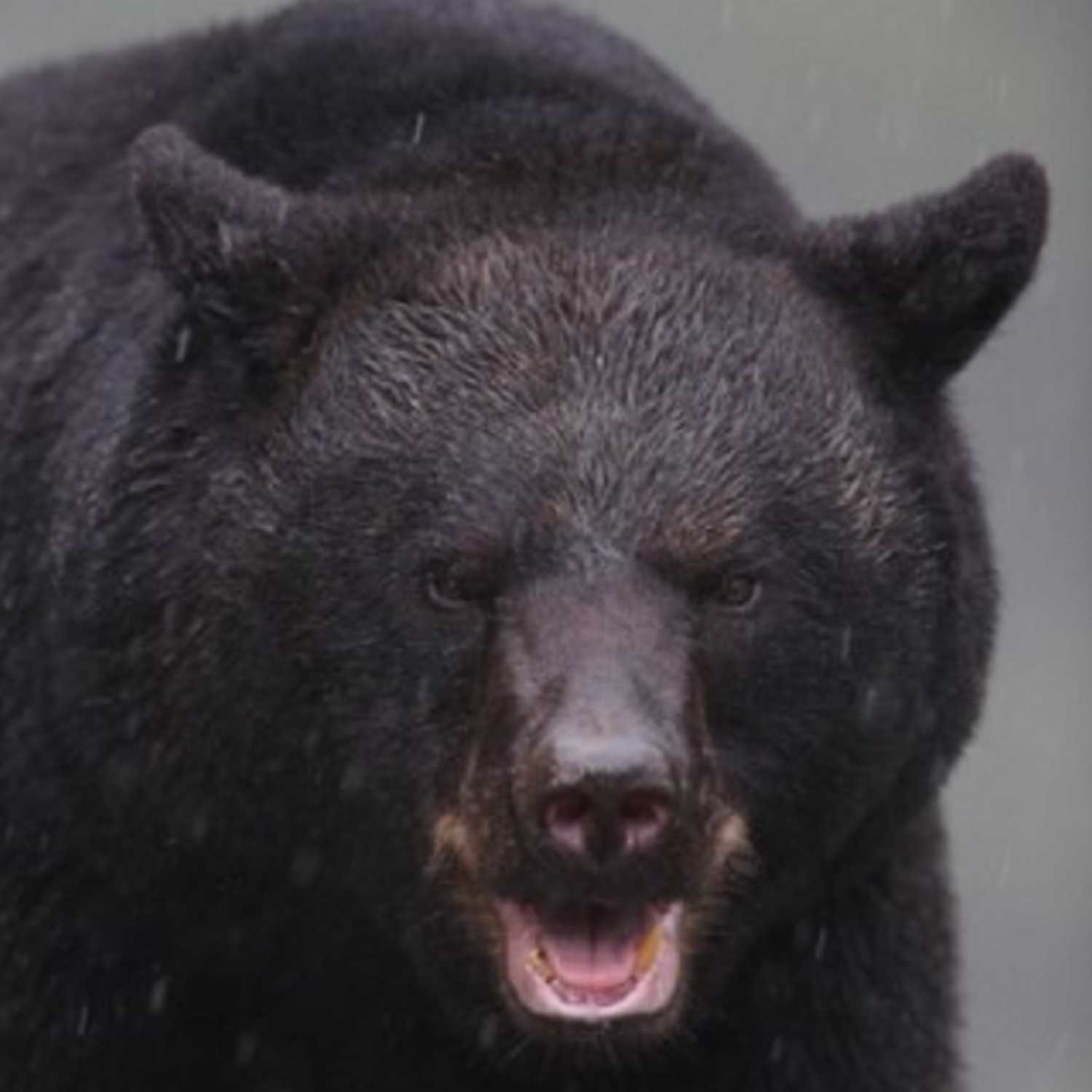 Scary Bear Attacks Podcast