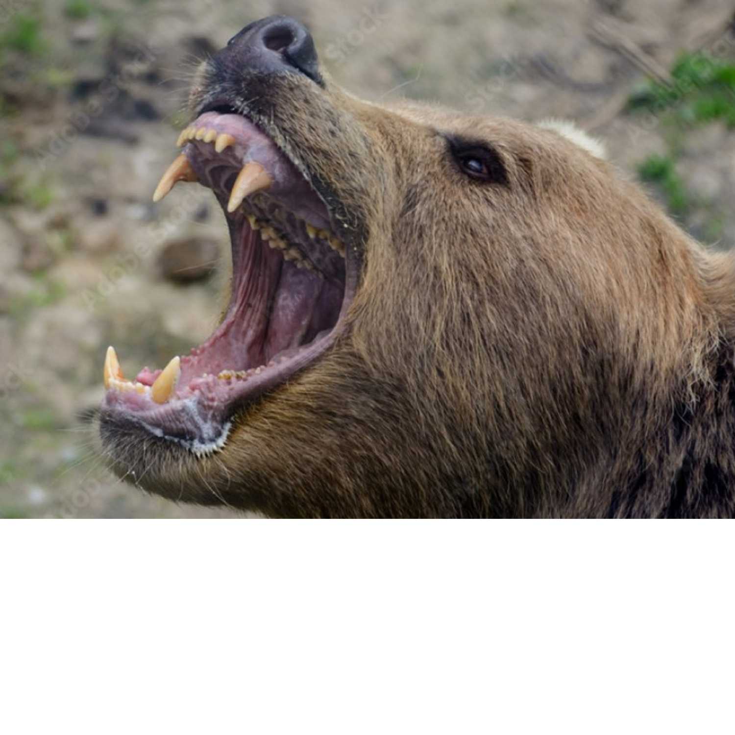 Scary Bear Attacks Podcast