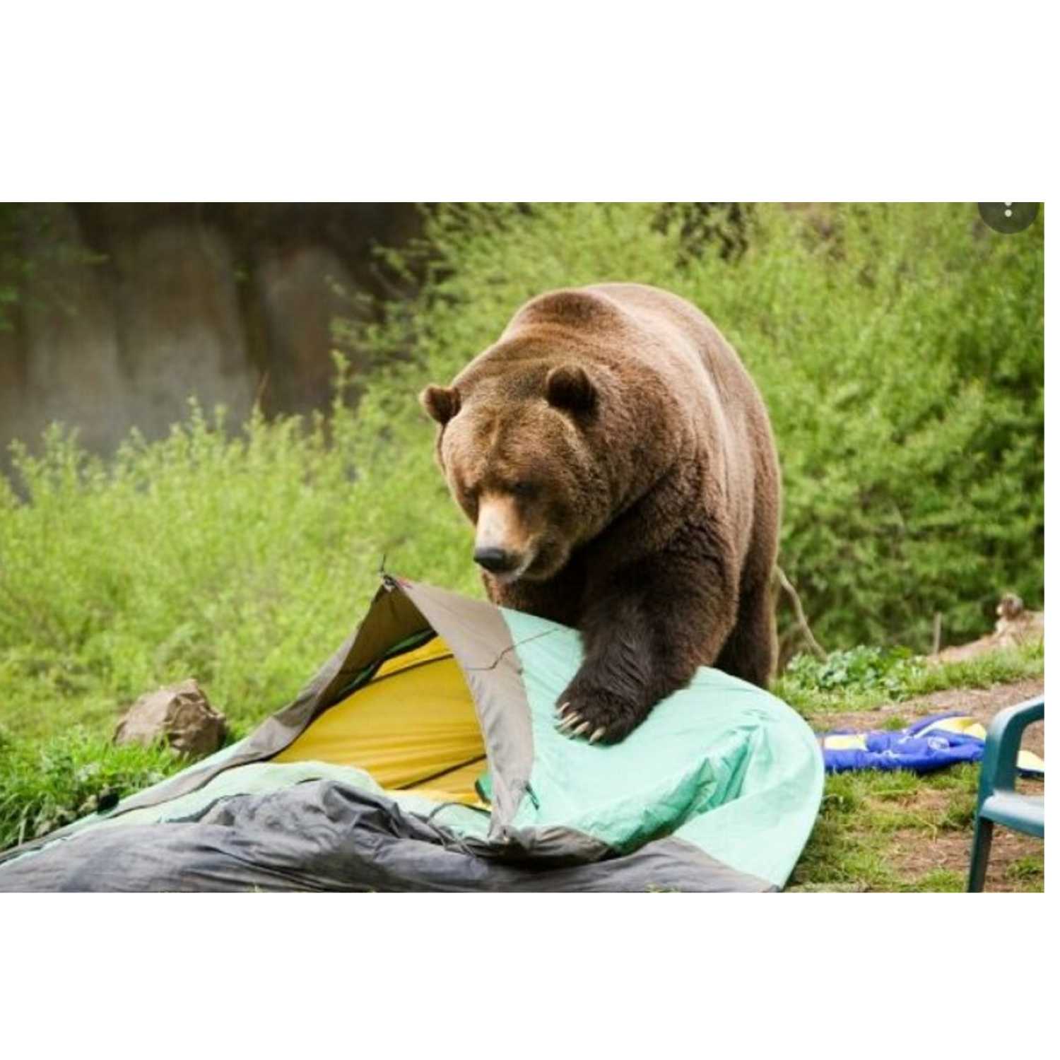 Scary Bear Attacks Podcast