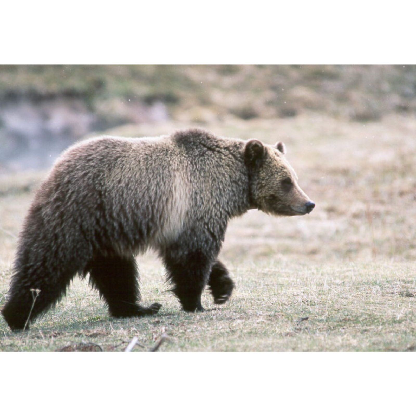 The Town That Got F*cked By Bears | SCP-2875 episode artwork