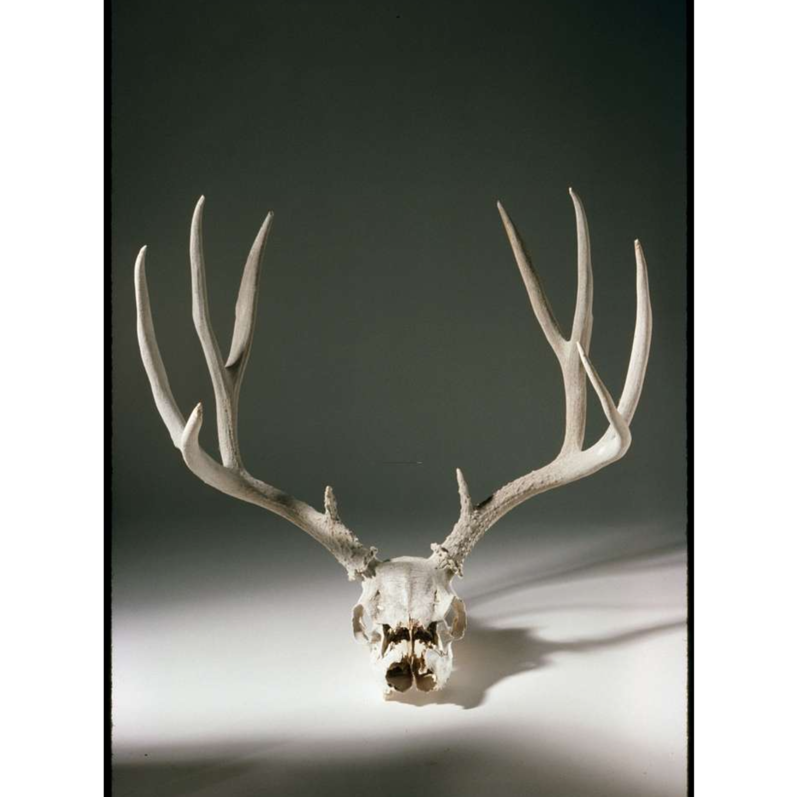 Wendigo Skull | SCP-323 episode artwork