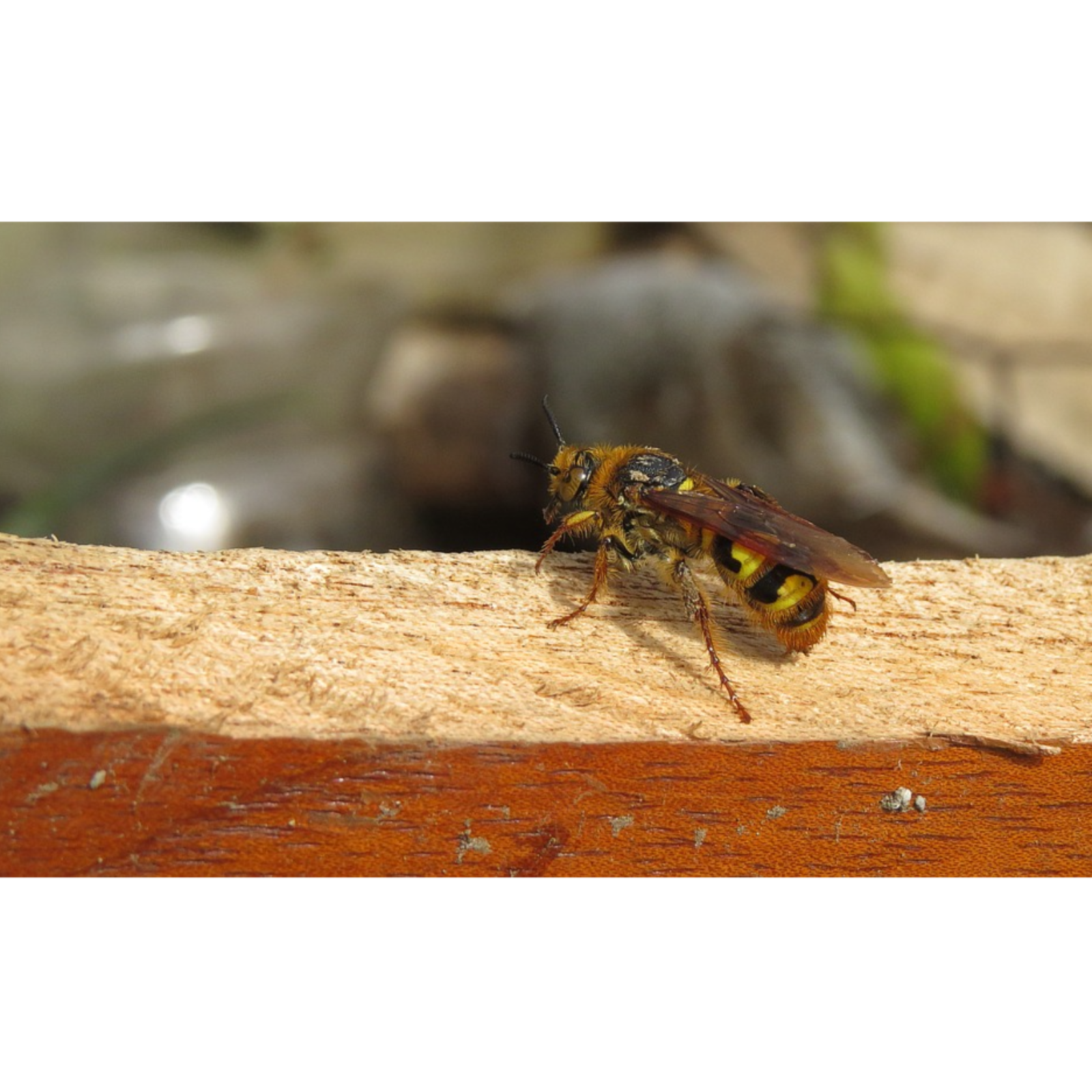There Are Wasps Inside Your Microwave, And They're Stinging You Right Now | SCP-3160 episode artwork