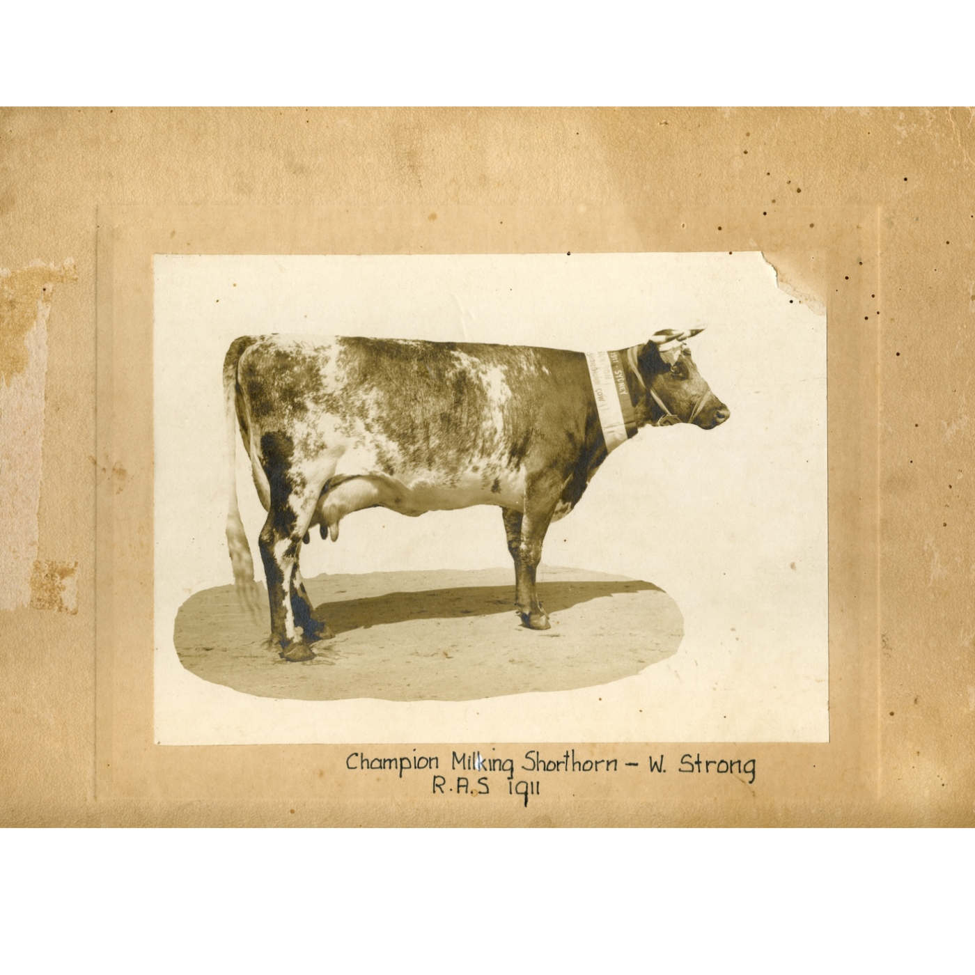 Season 1: The Dairy Lane Project