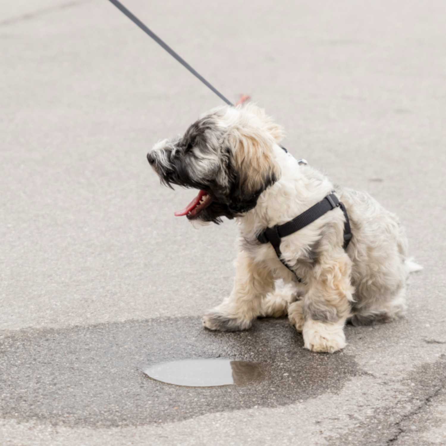 Tengo un perro con miedo a salir a la calle | Sentido Animal