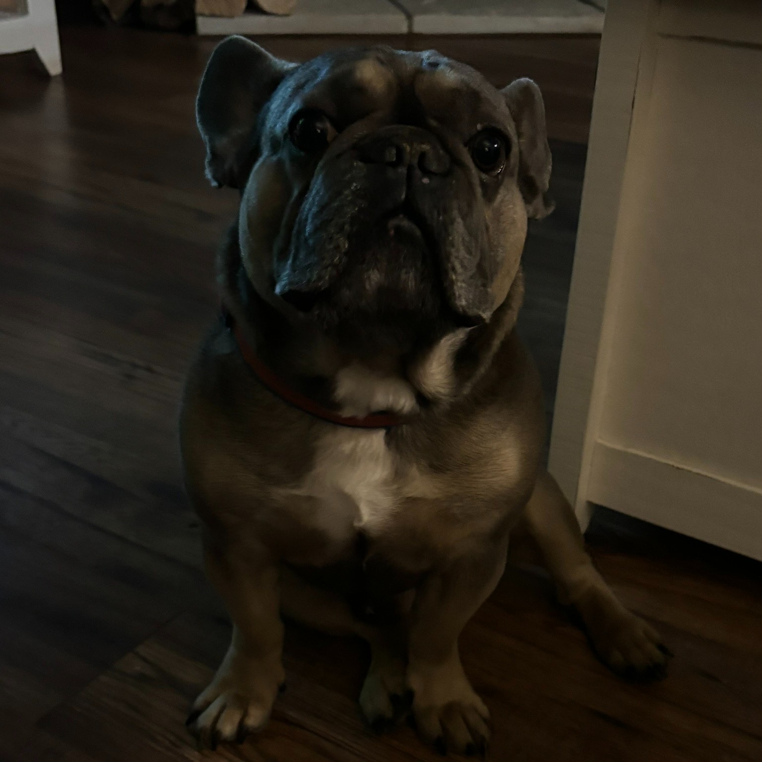 Should It Breed?!