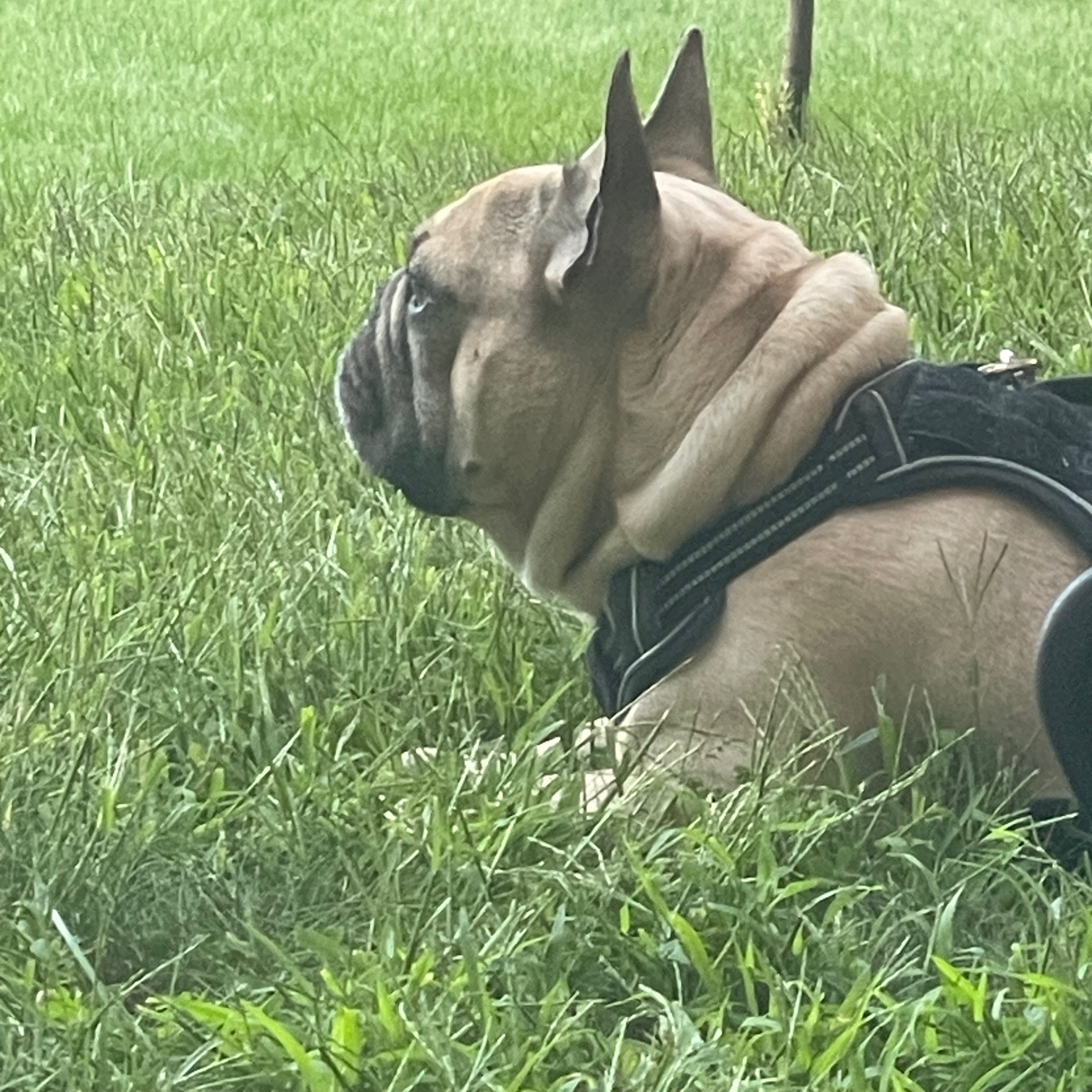 Siren head membership