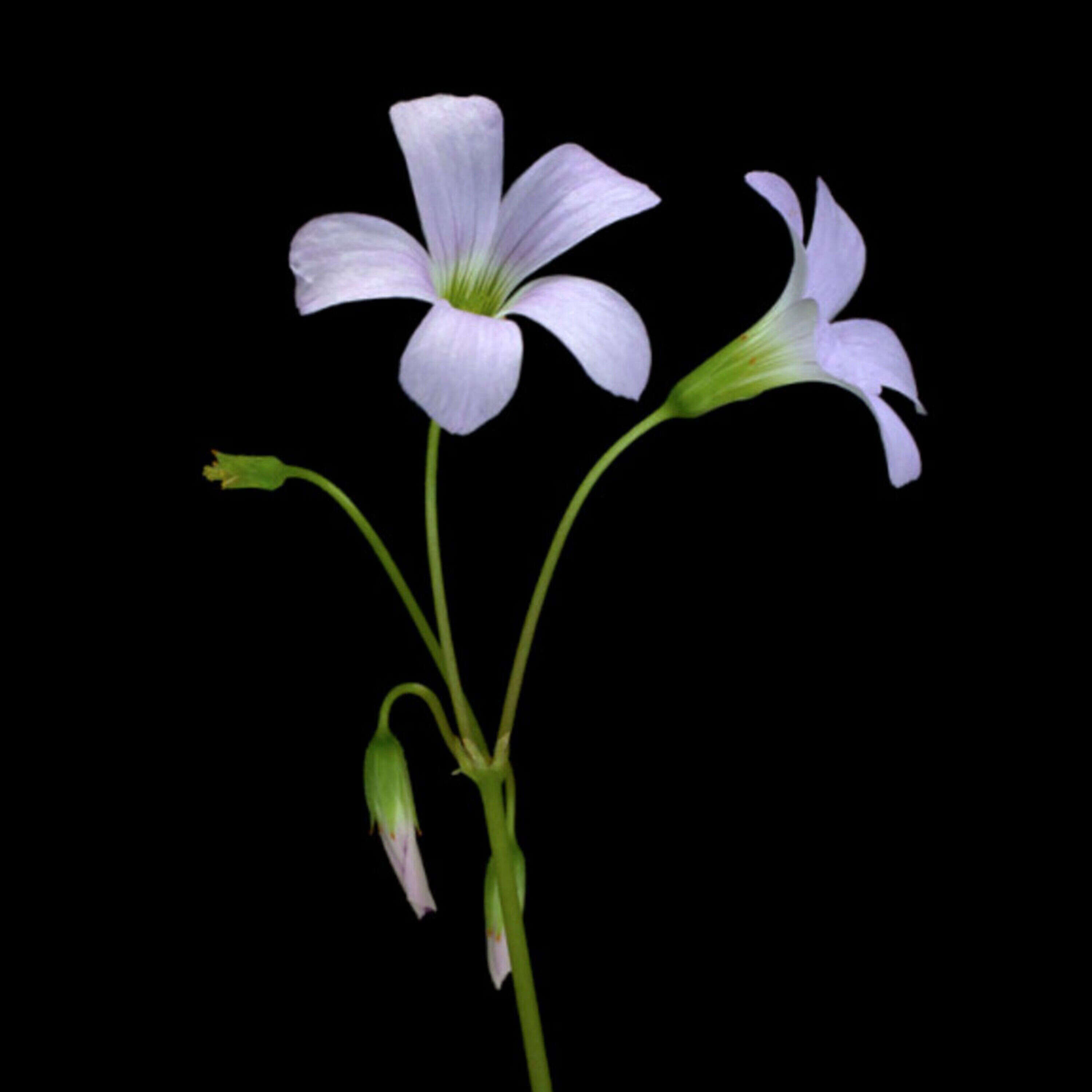 skola.talks cover art