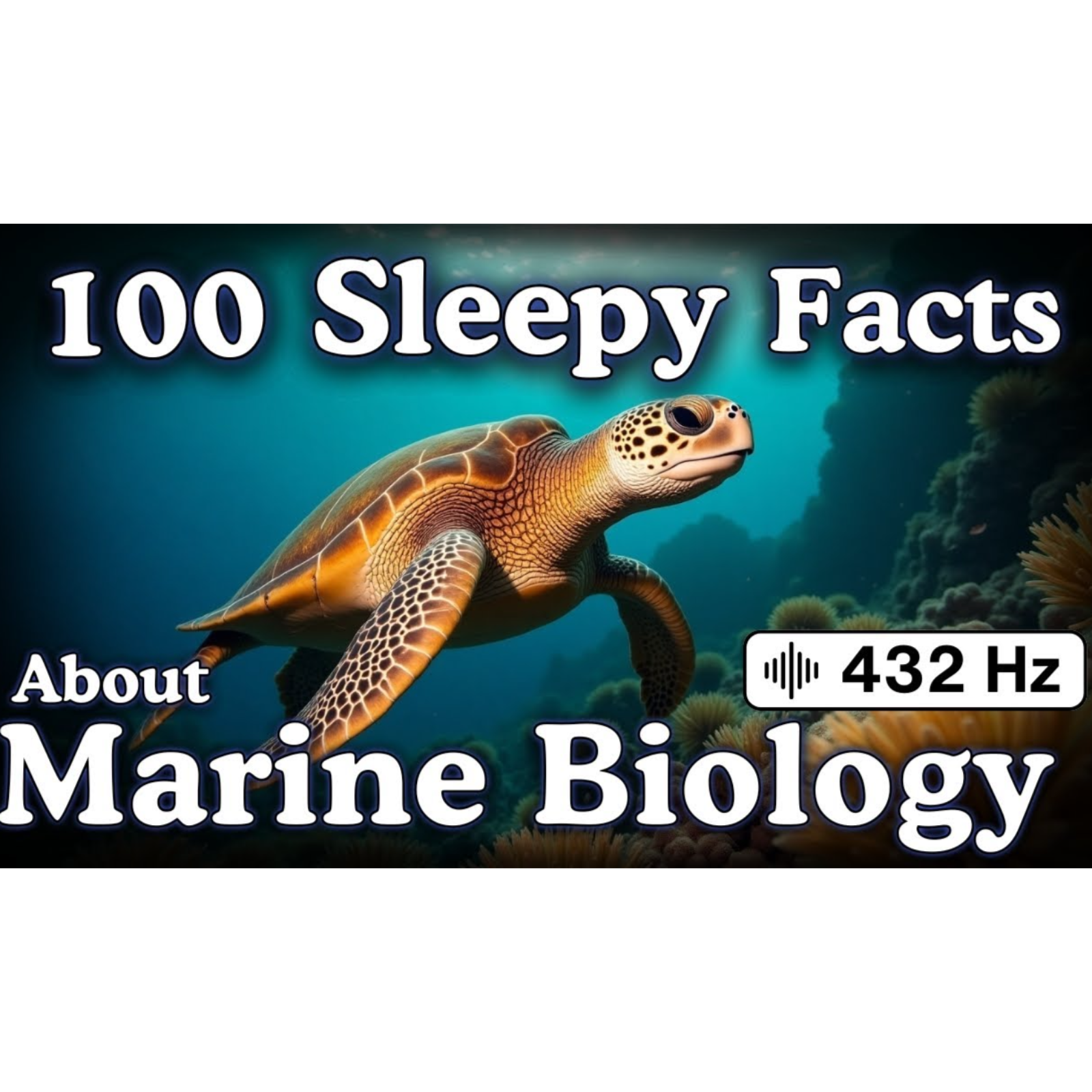 The Most Relaxing Facts About Marine Biology to Fall Asleep To — No Adverts - Sleepy Science Channel