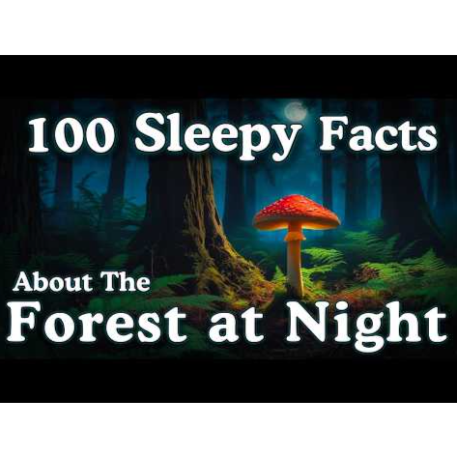 The Most Relaxing Facts About The Forest At Night to Fall Asleep To - Sleepy Science Channel