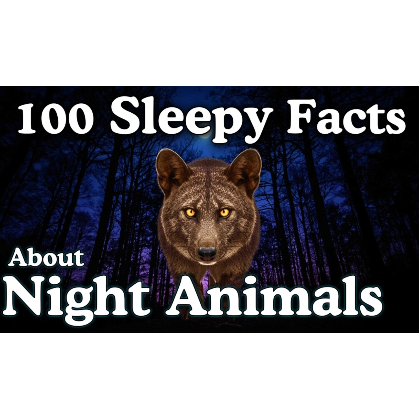 The Most Relaxing Facts About Nocturnal Animals to Fall Asleep To - Sleepy Science Channel