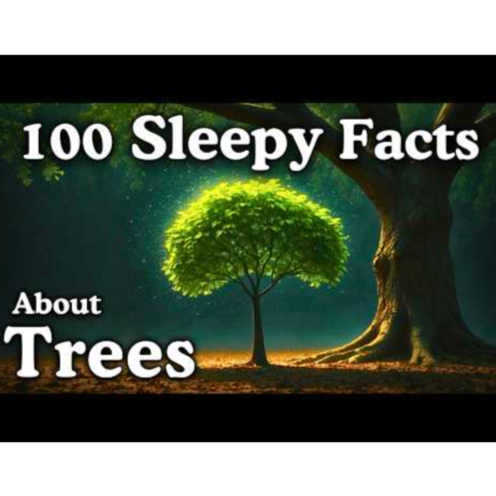 The Most Relaxing Facts About Trees to Fall Asleep To - Dreamy Science - Sleepy Science Channel