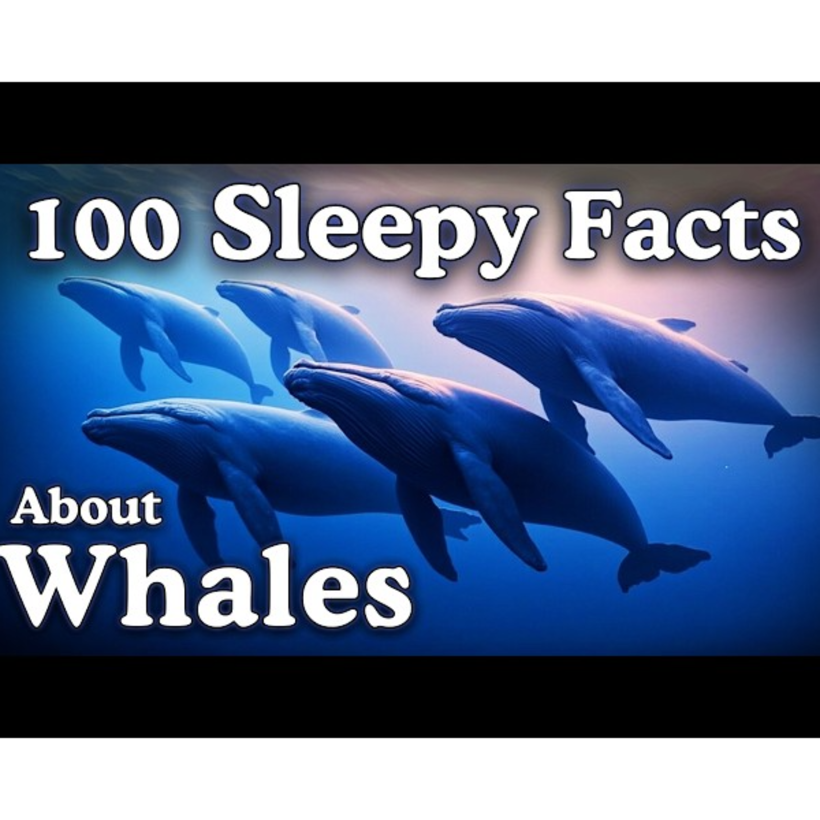 The Most Relaxing Facts About Whales to Fall Asleep To - Sleepy Science Channel