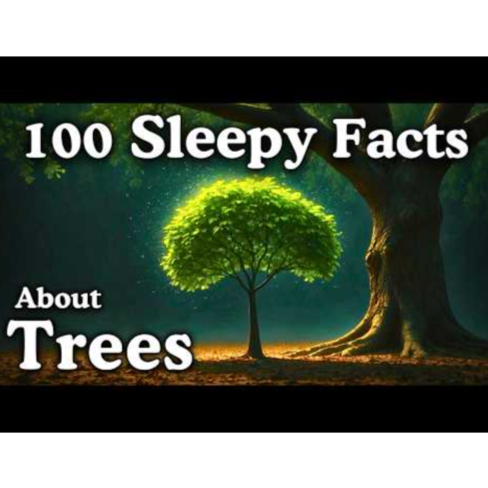 The Most Relaxing Facts About Trees to Fall Asleep To - Dreamy Science
