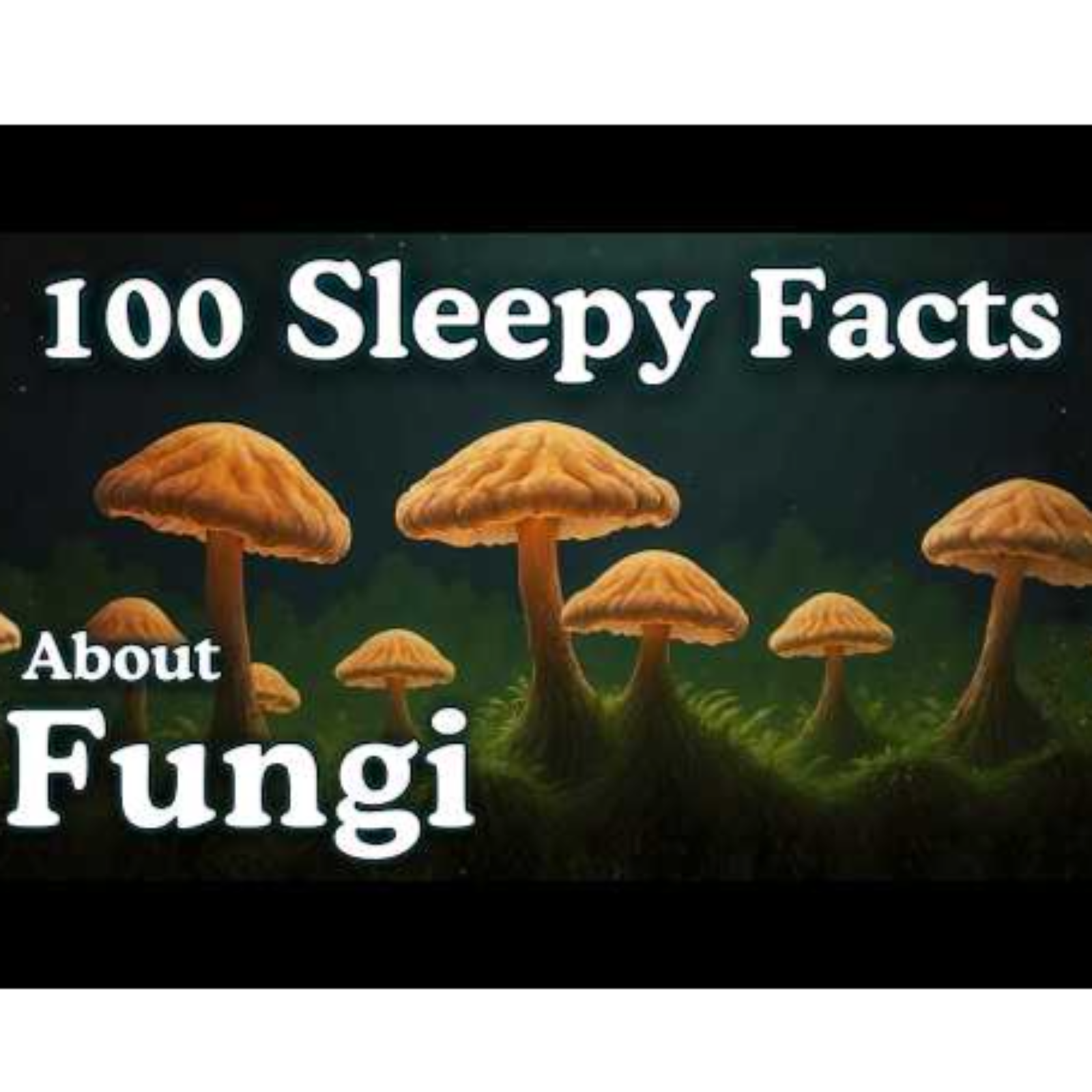 The Most Relaxing Facts About Mushrooms to Fall Asleep To