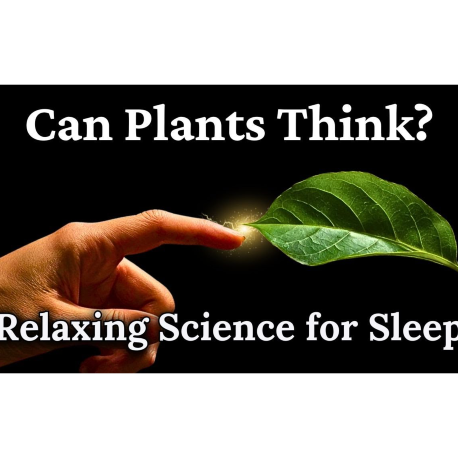 Can Plants Think_ _ Relaxing Science Documentary for Sleep