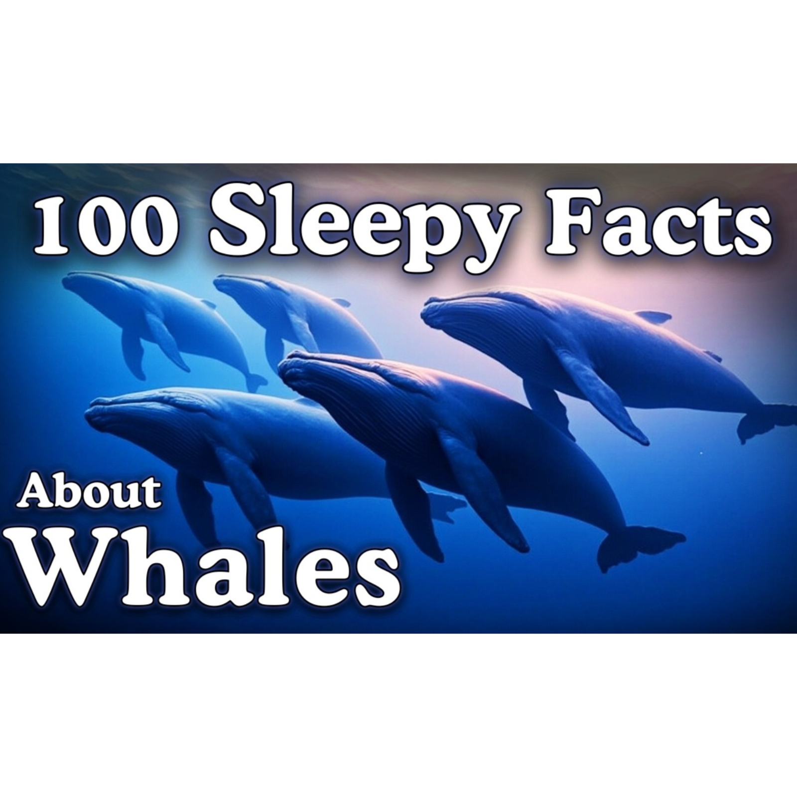The Most Relaxing Facts About Blue Whale To Fall Asleep To _ No Ads