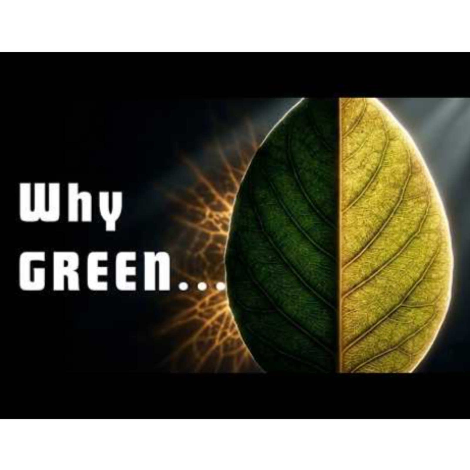 Why Leaves Are Green (But They Shouldn’t Be)  Boring sleepy Science
