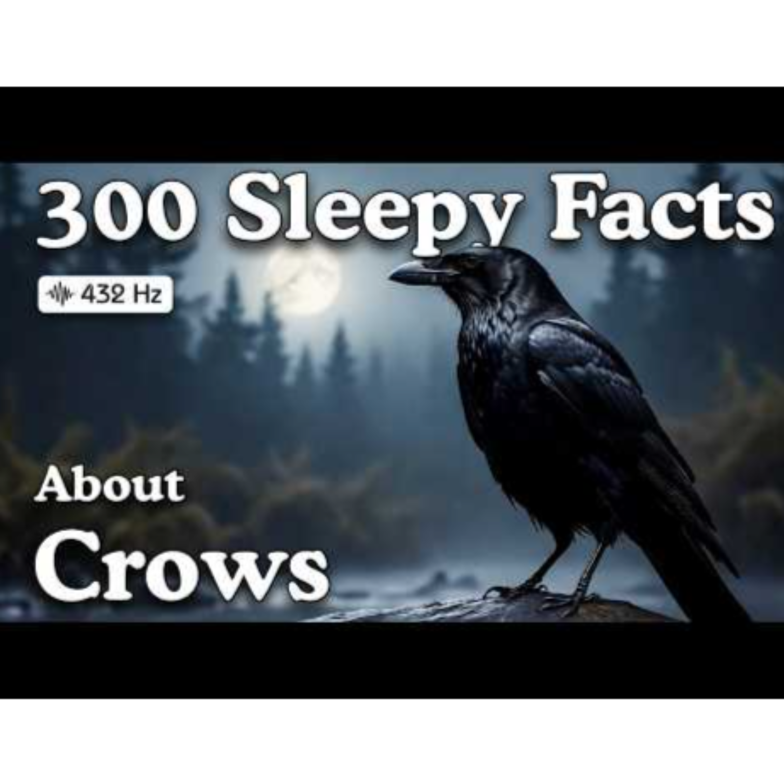 The Most Relaxing Facts About Crows To Fall Asleep To _ No Ads