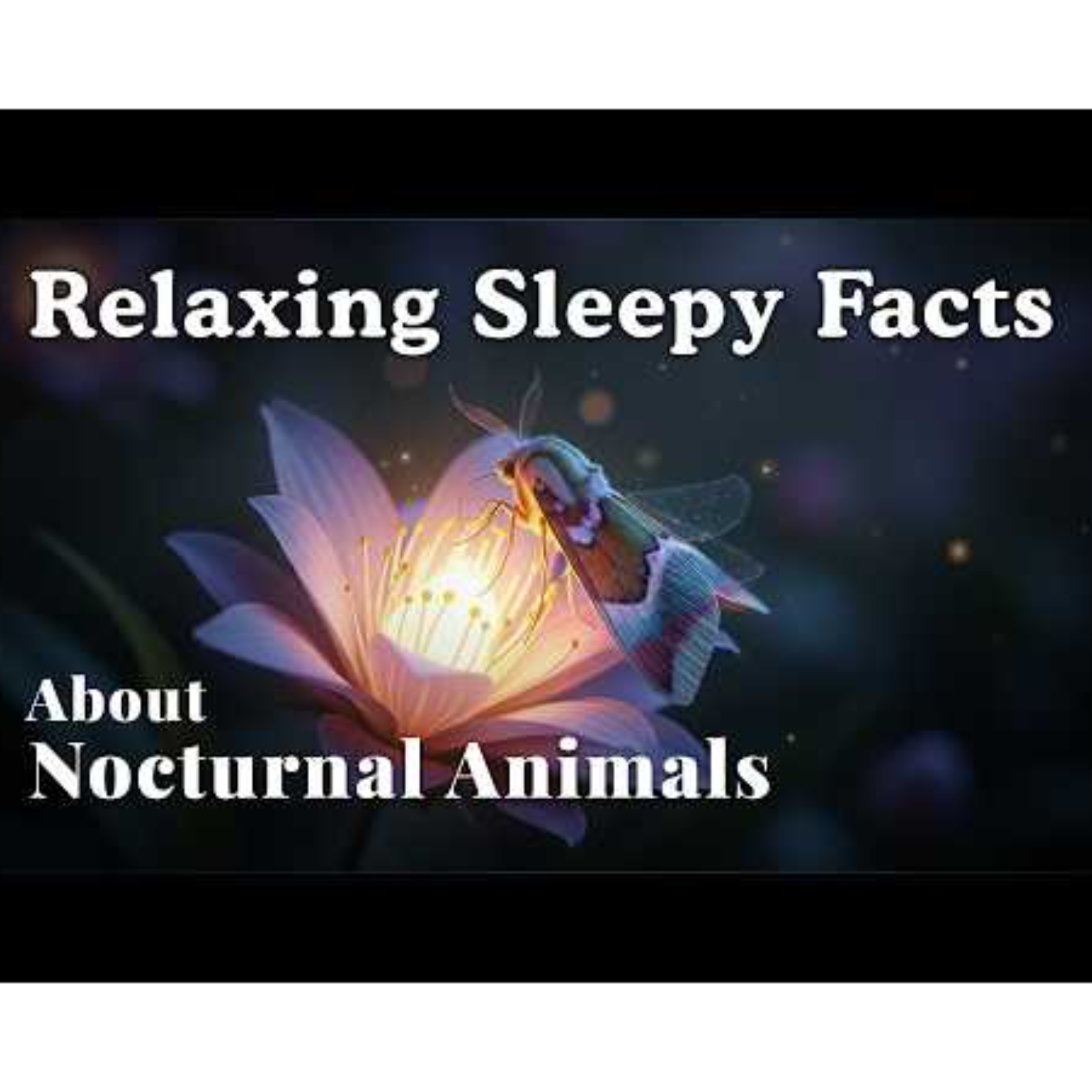 The Most Sleepy Facts About Nocturnal Animals to Fall Asleep To