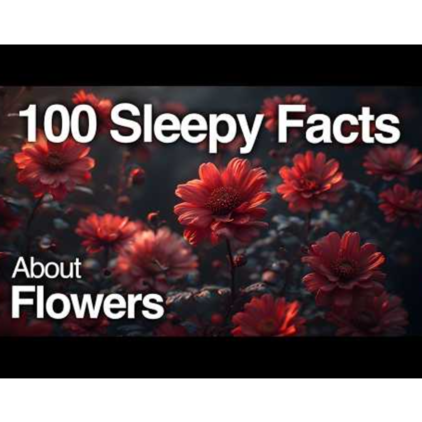 The Most Sleepy Facts About Flowers to Fall Asleep To