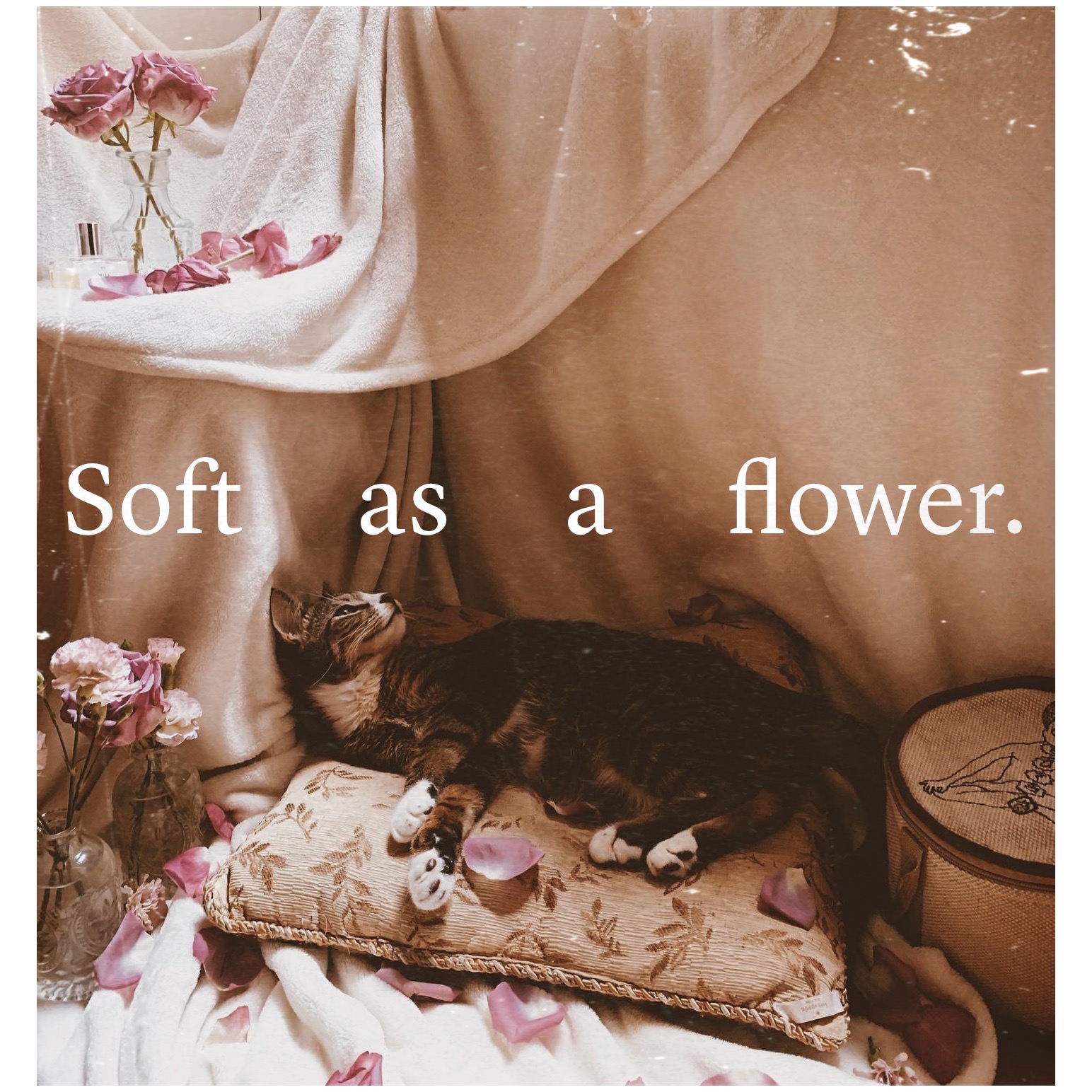 Soft as a Flower 