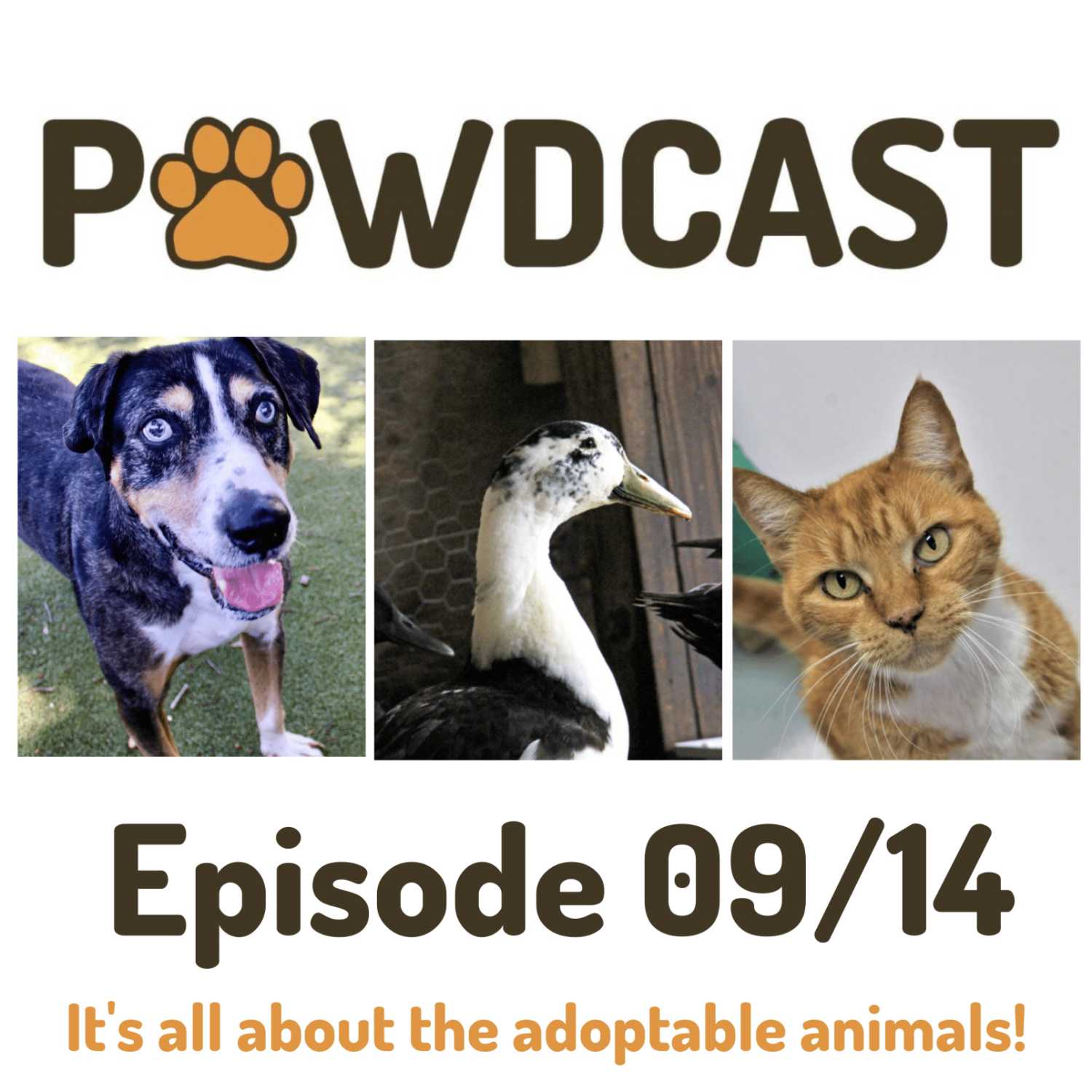 SPCA Tampa Bay Animal Tails Podcast