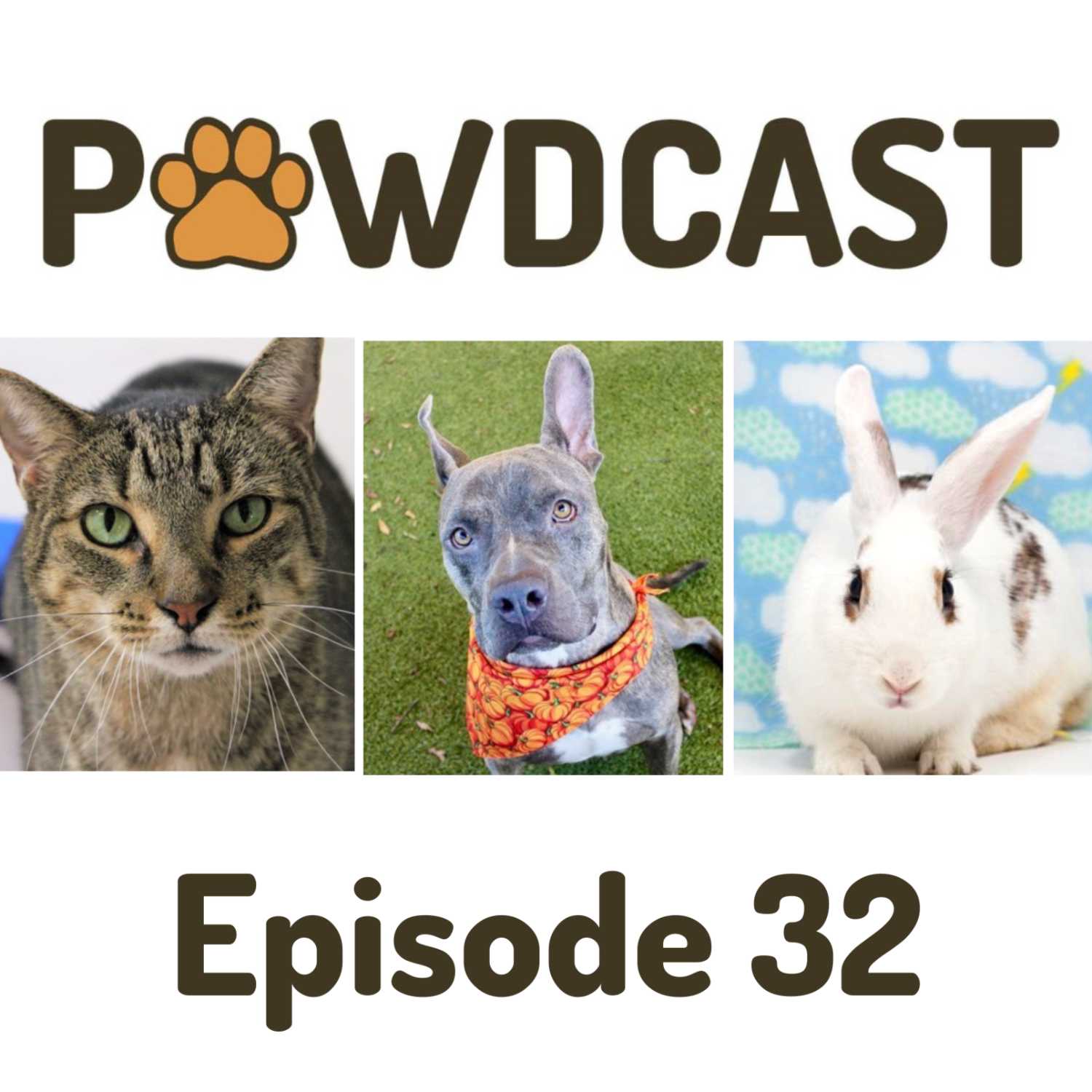 SPCA Tampa Bay Animal Tails Podcast