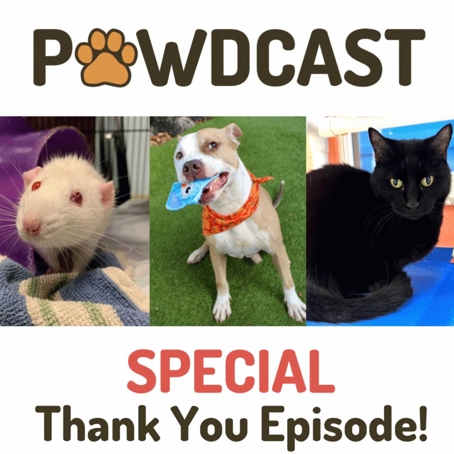 SPCA Tampa Bay Animal Tails Podcast