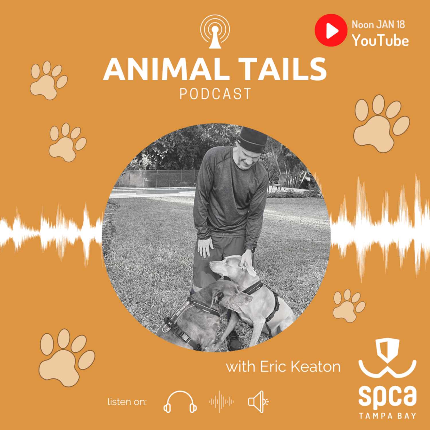 How to travel with your pets How to travel with your pets