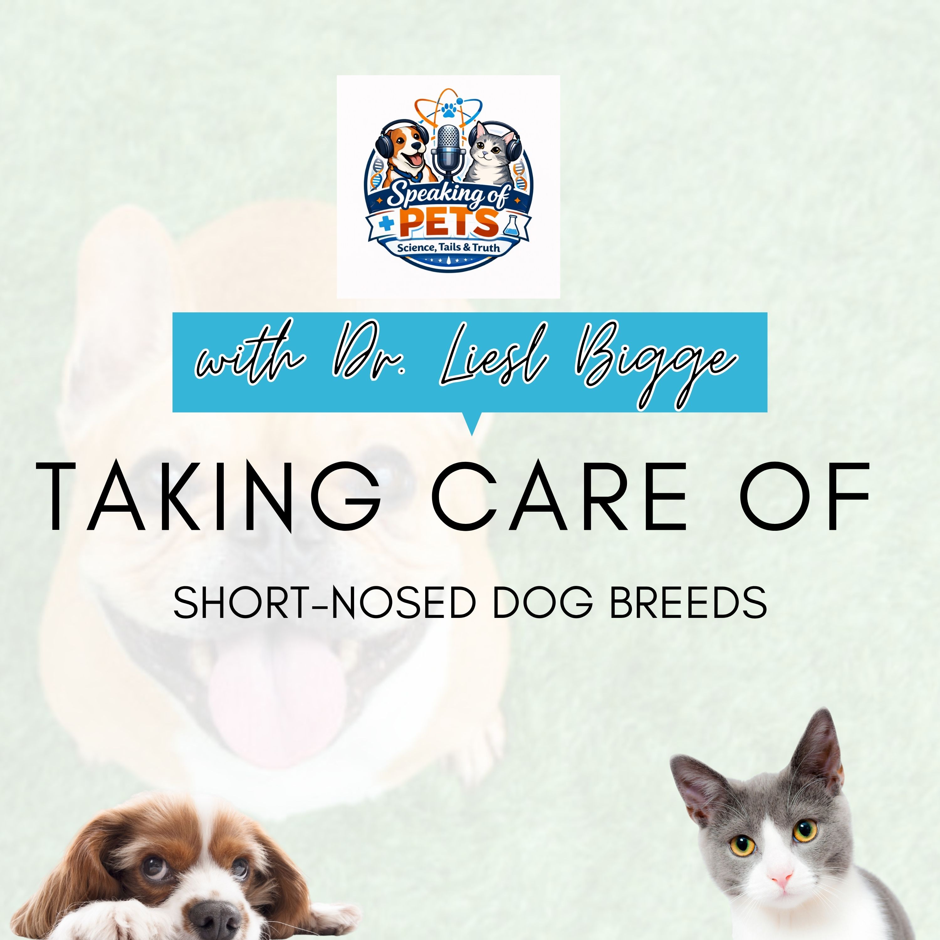 Taking Care Of Short-Nosed Dog Breeds | SOP Ep. 111 - Dr. Liesl Bigge episode artwork
