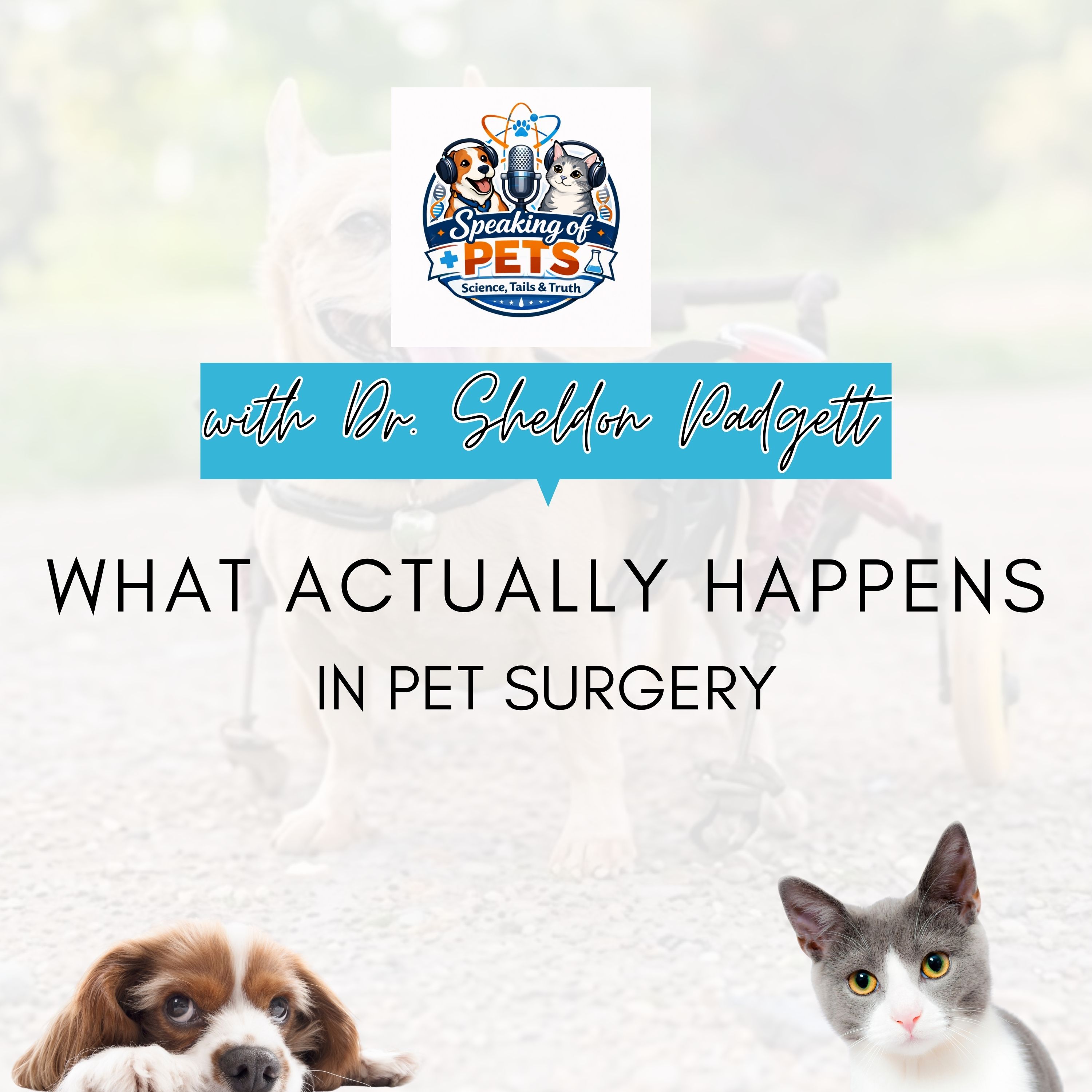 What Actually Happens In Pet Surgery  | SOP Ep. 114 - Dr. Sheldon Padgett episode artwork