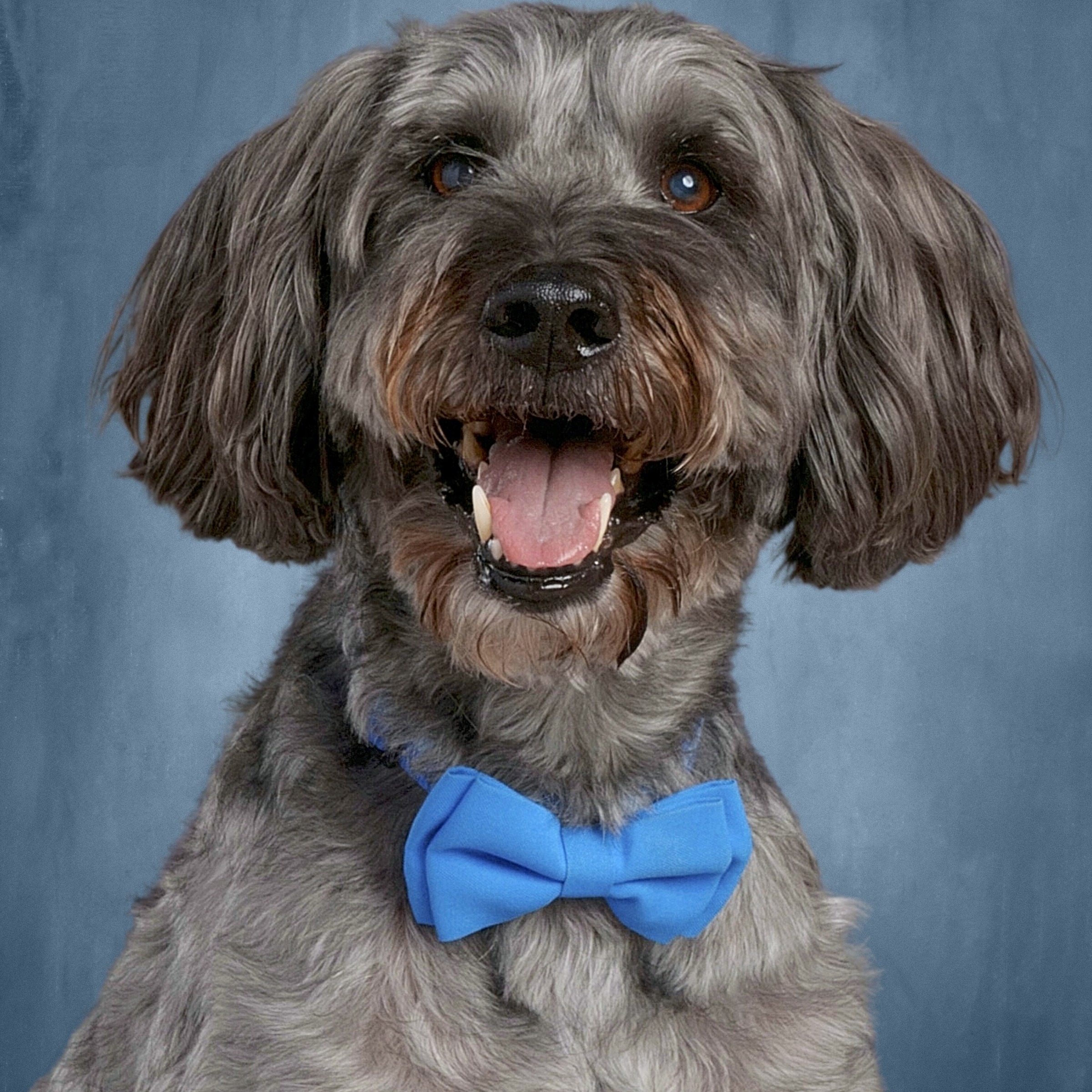 SpecialEd, IEPs, 504s, Oh my! Conversations with DCSEAC