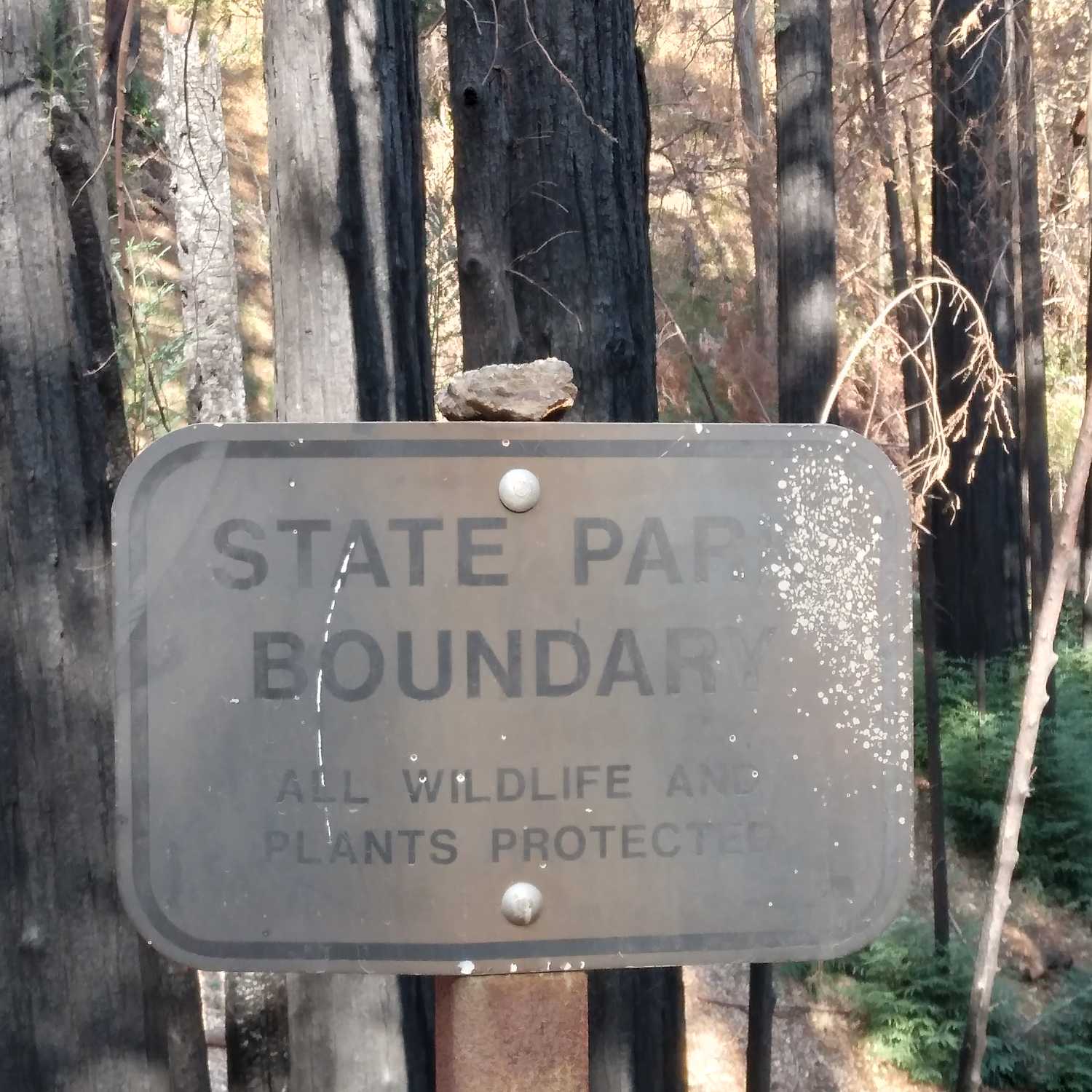 What's the Big Deal About Big Trees What's the Big Deal About Big Trees